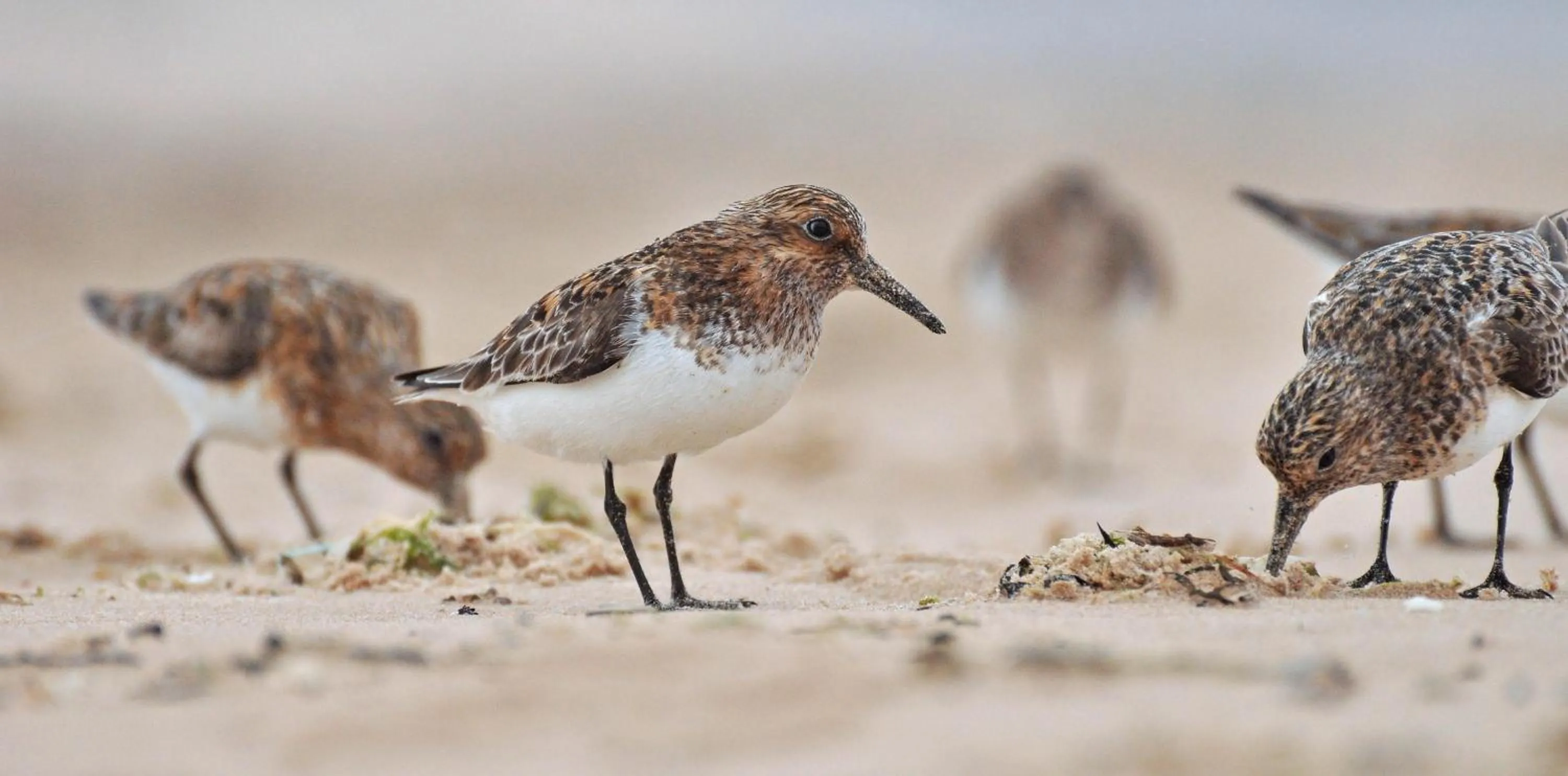 Animals in Jomarnic B&B