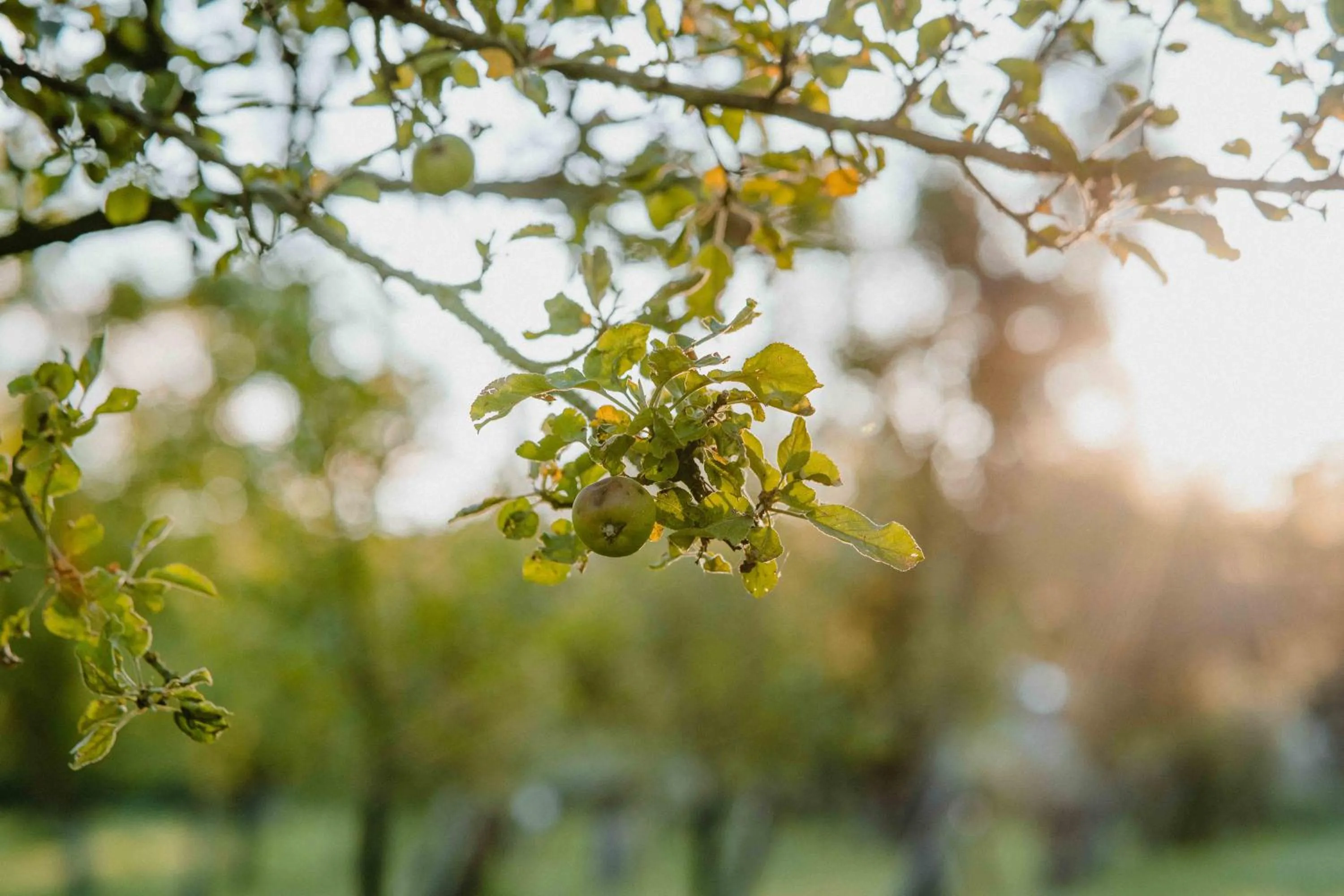 Garden view in Garten-Hotel Ochensberger