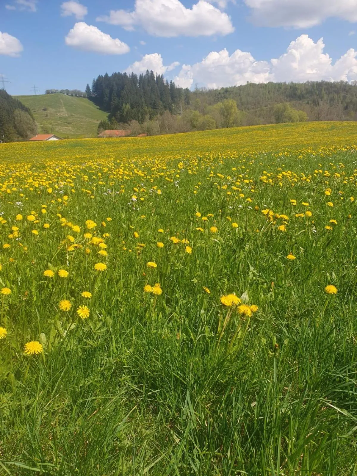 Natural landscape in HOTEL WALDHORN