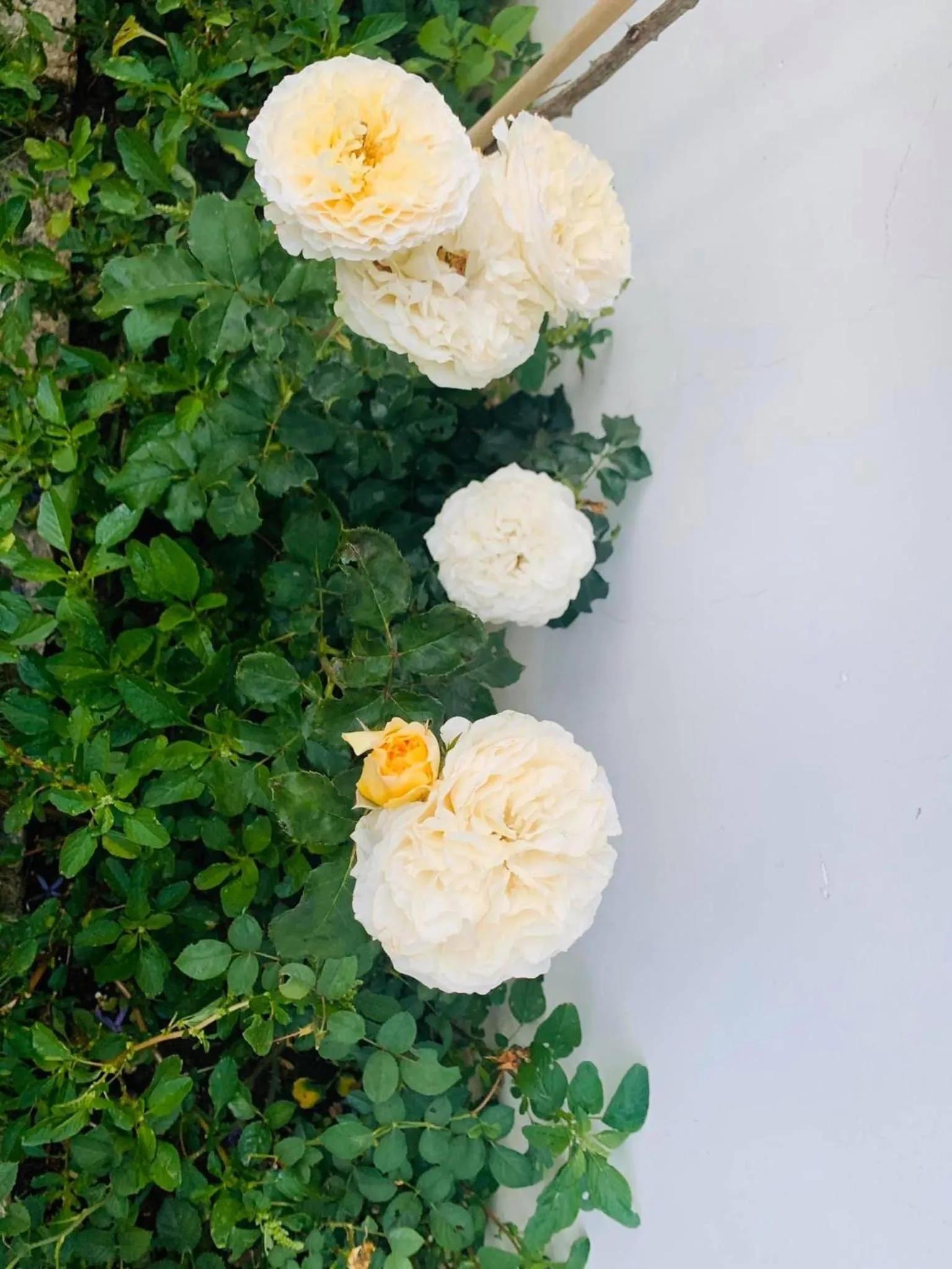 Garden in Family Homestay Dalat Casa