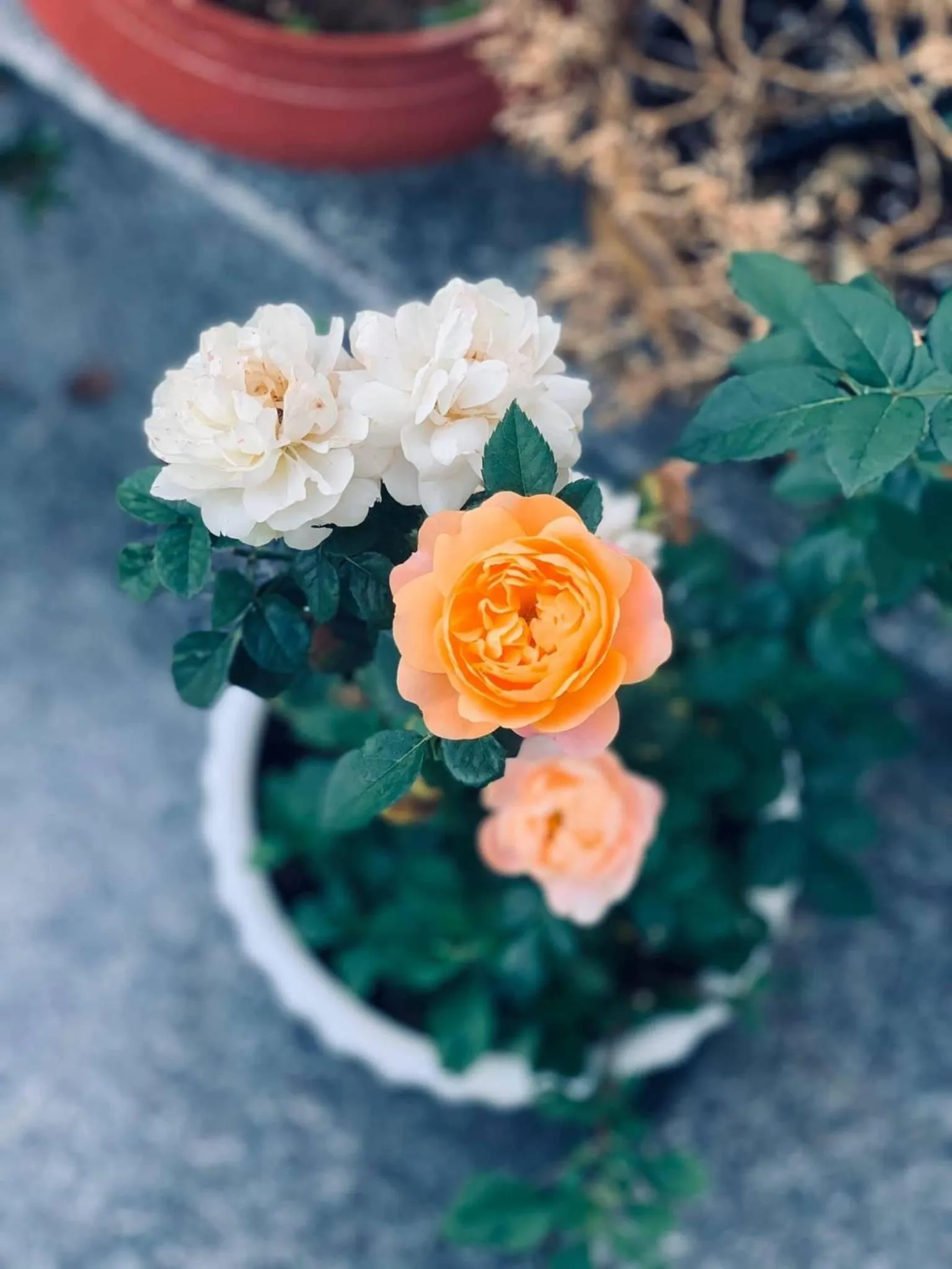 Day in Family Homestay Dalat Casa