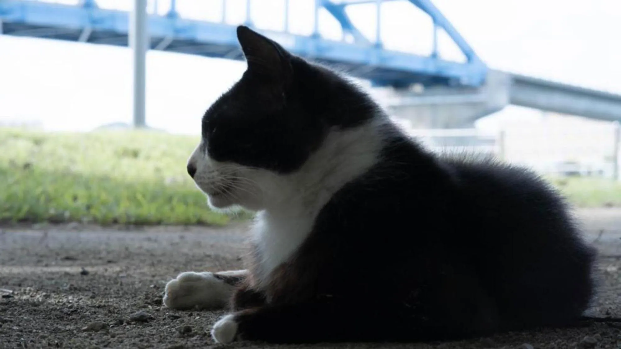 Animals in Toyoko Inn Okinawa Ishigaki-jima