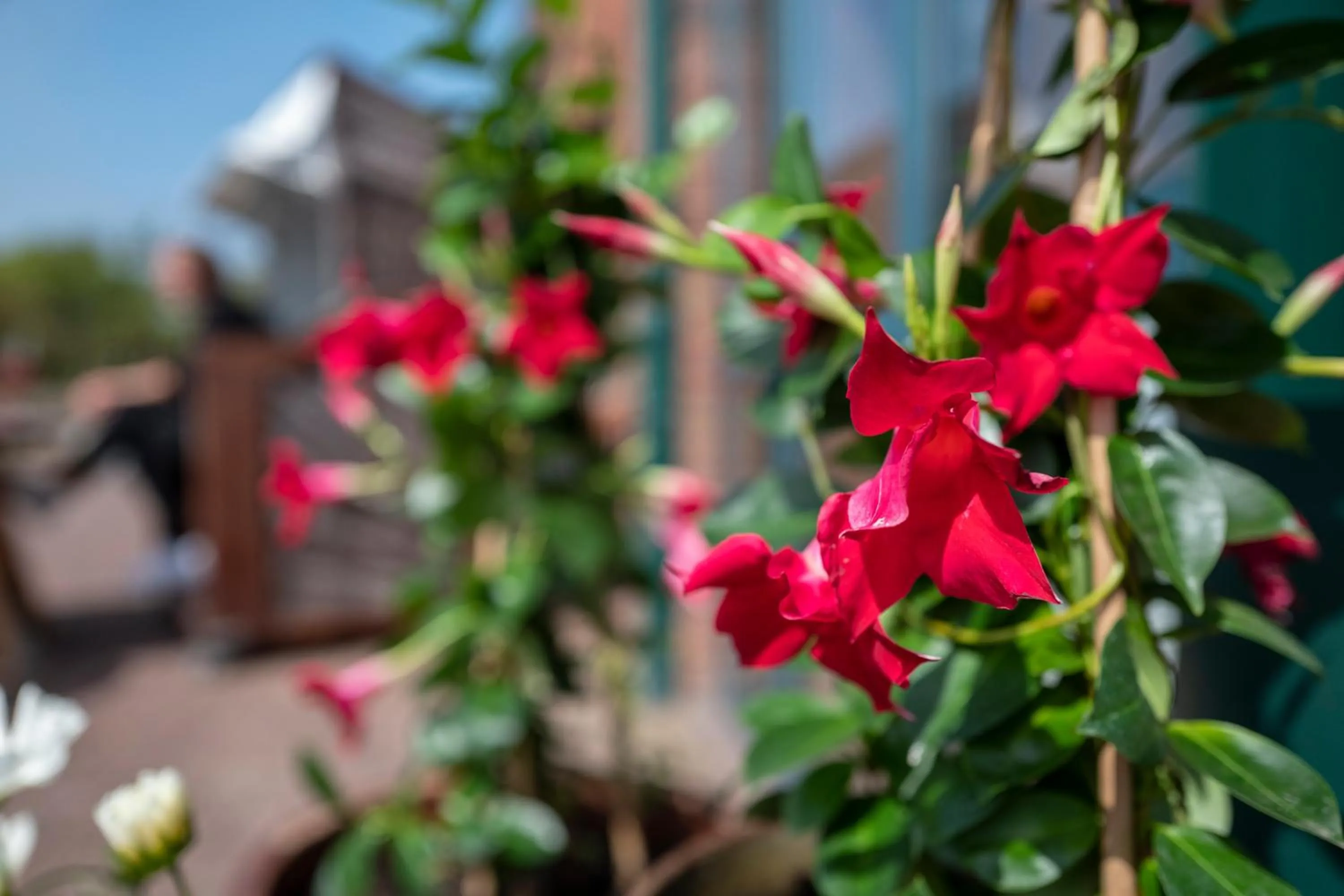 Hotel Garni Kölfhamm