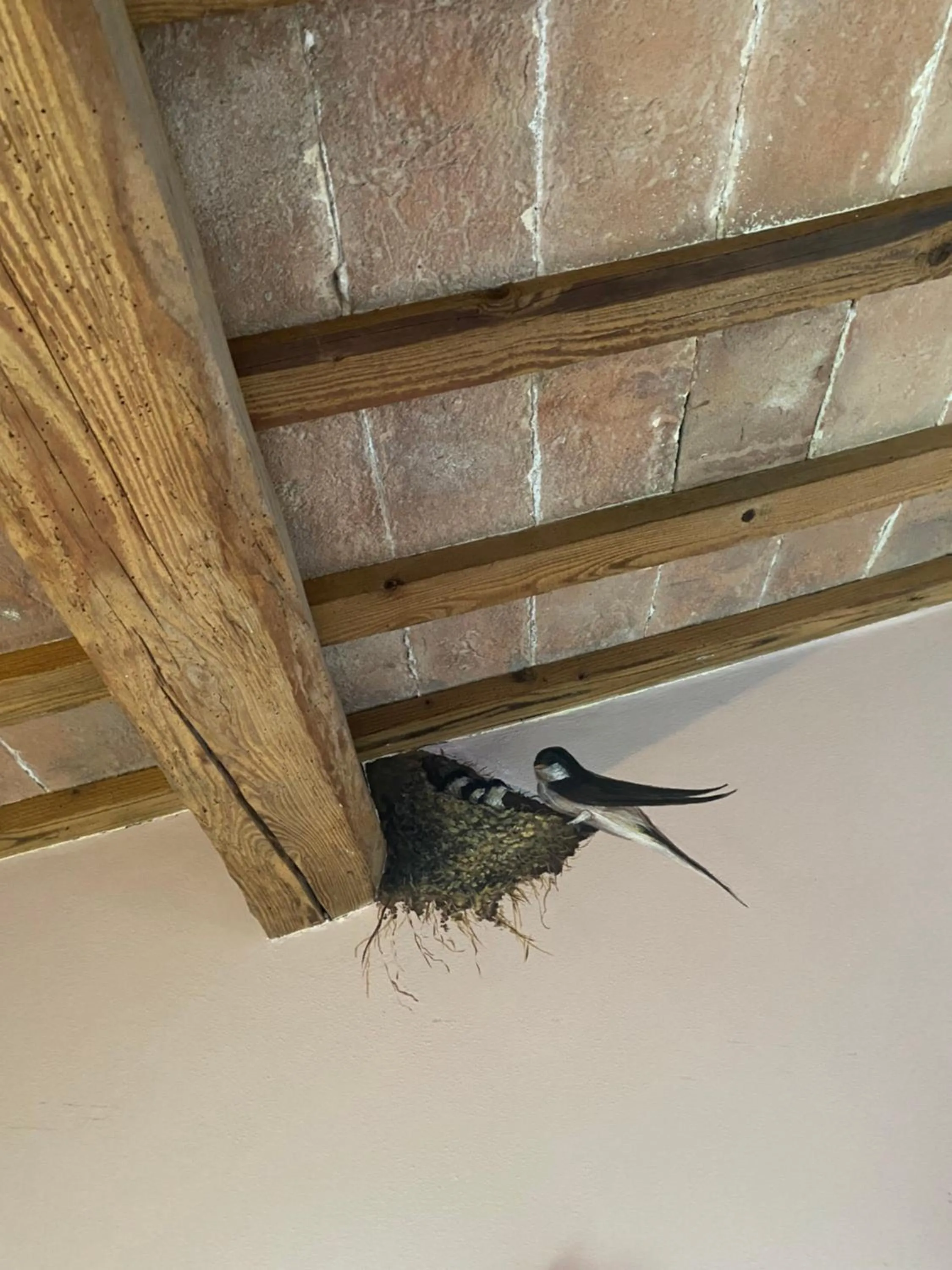 Decorative detail in La Casa di Biba