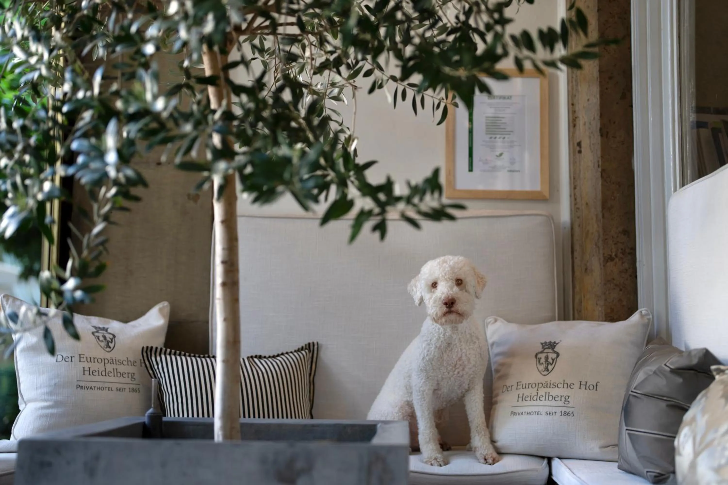 Pets in Hotel Europäischer Hof Heidelberg, Bestes Hotel Deutschlands in historischer Architektur