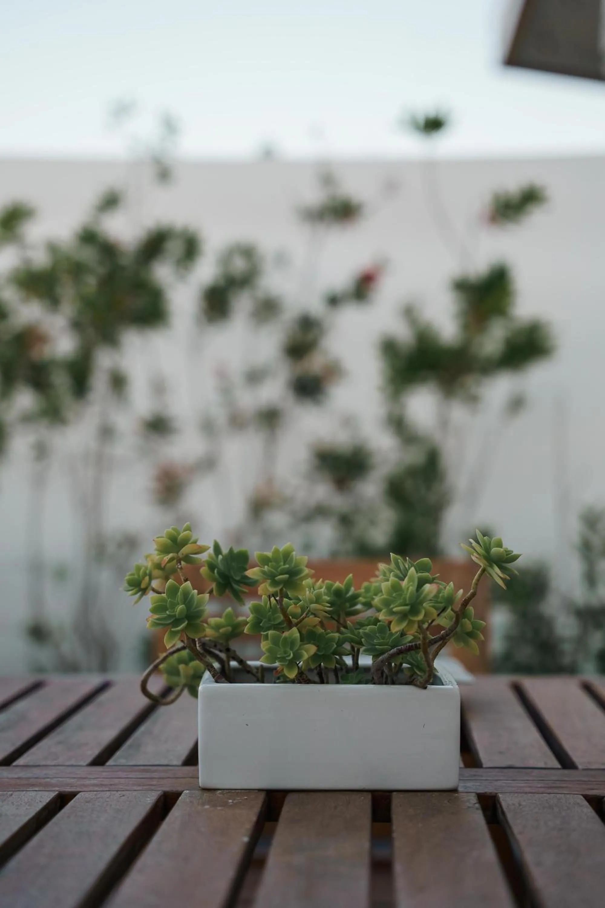 Garden view in Tana del Riccio