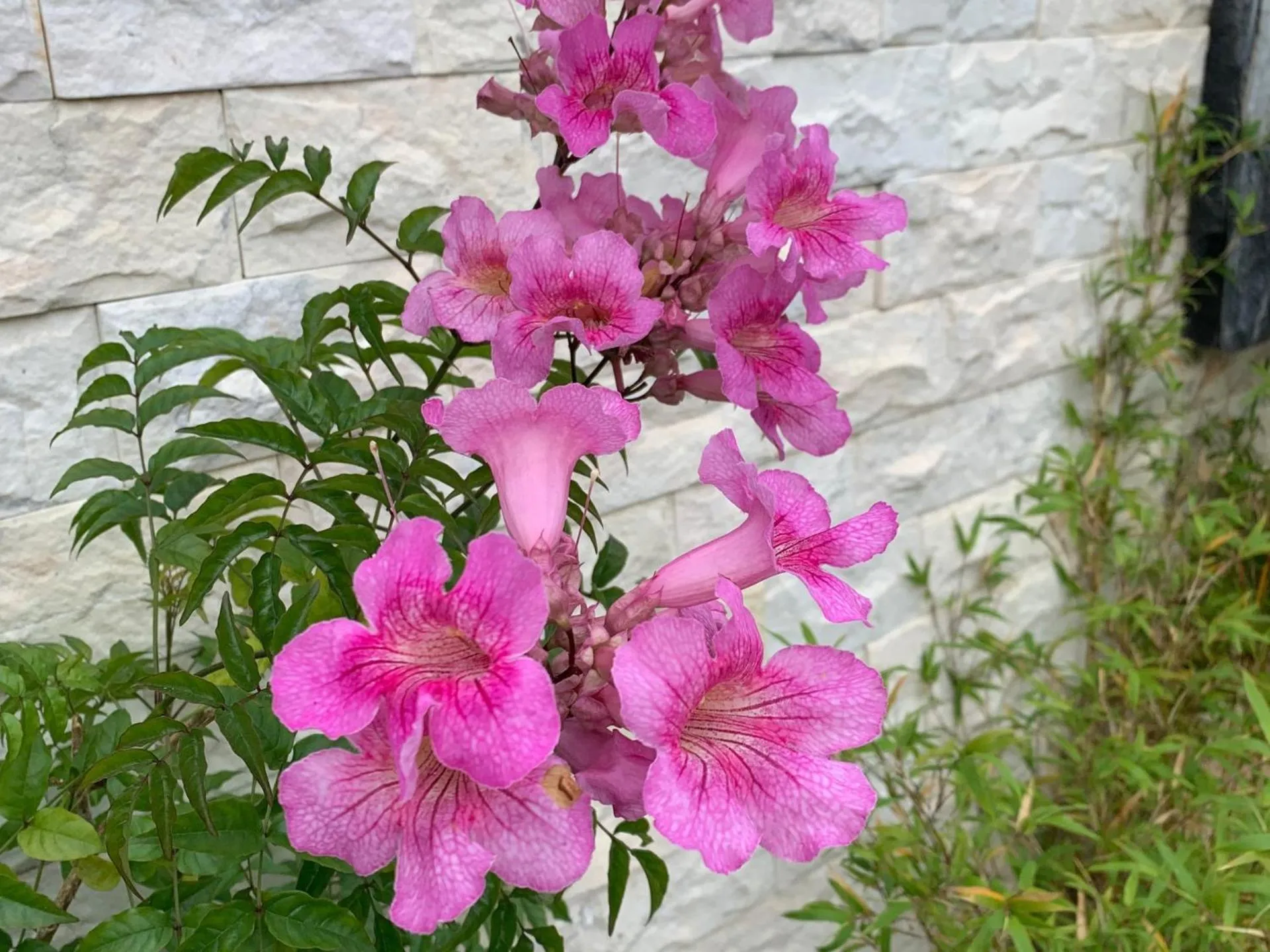 Garden in Thanh Loan 2 Da Lat Hotel