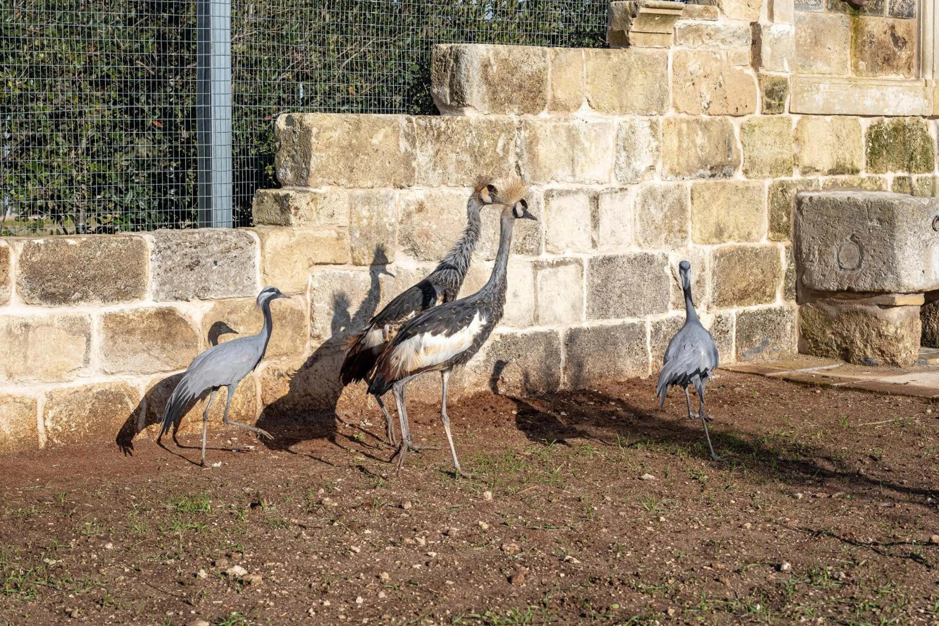 Animals in Relais Borgo Segine