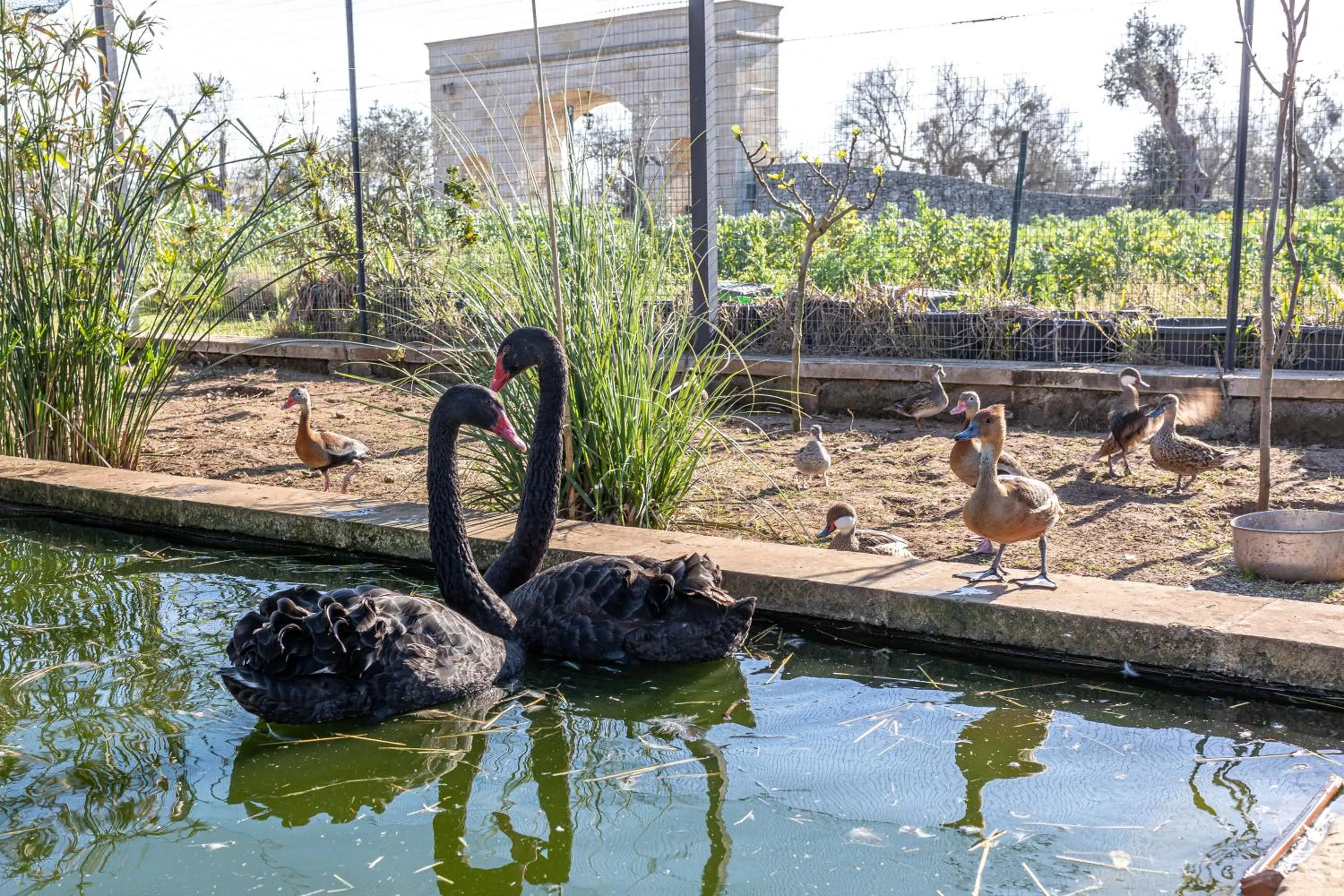 Animals in Relais Borgo Segine