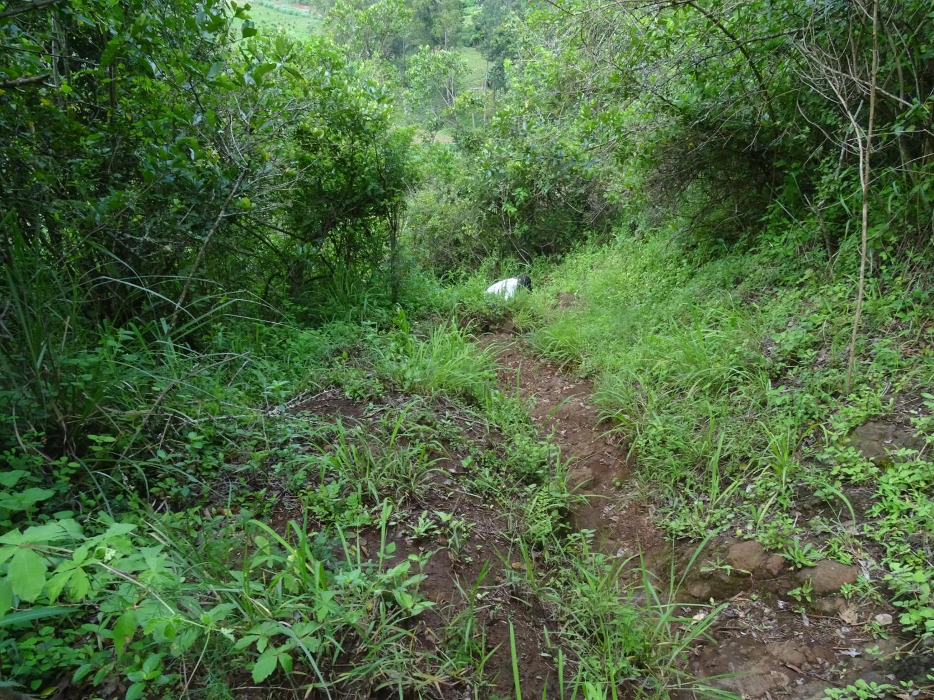Other in Le Pristine Wellness and Healing Hotel