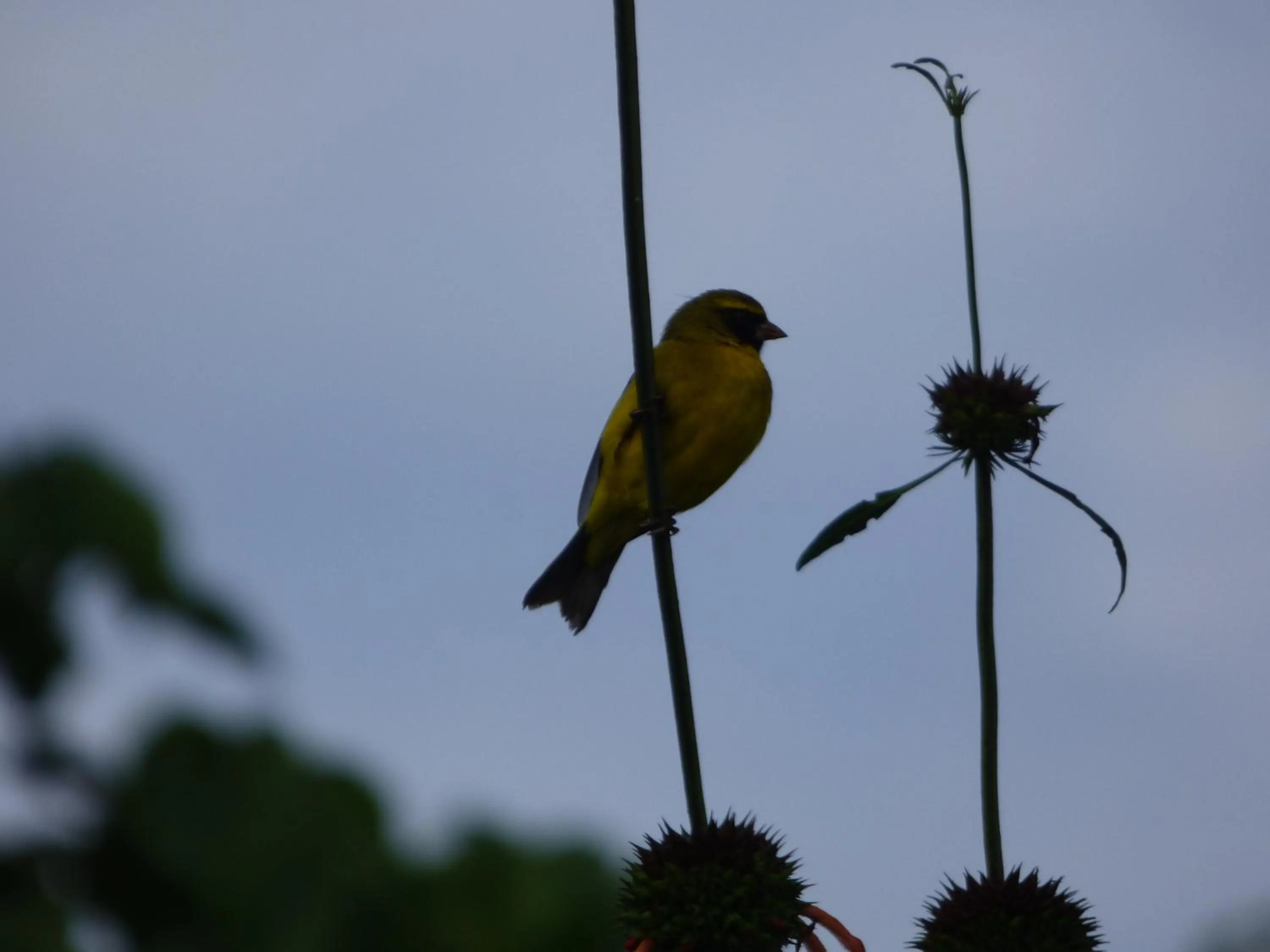 Neighbourhood in Le Pristine Wellness and Healing Hotel