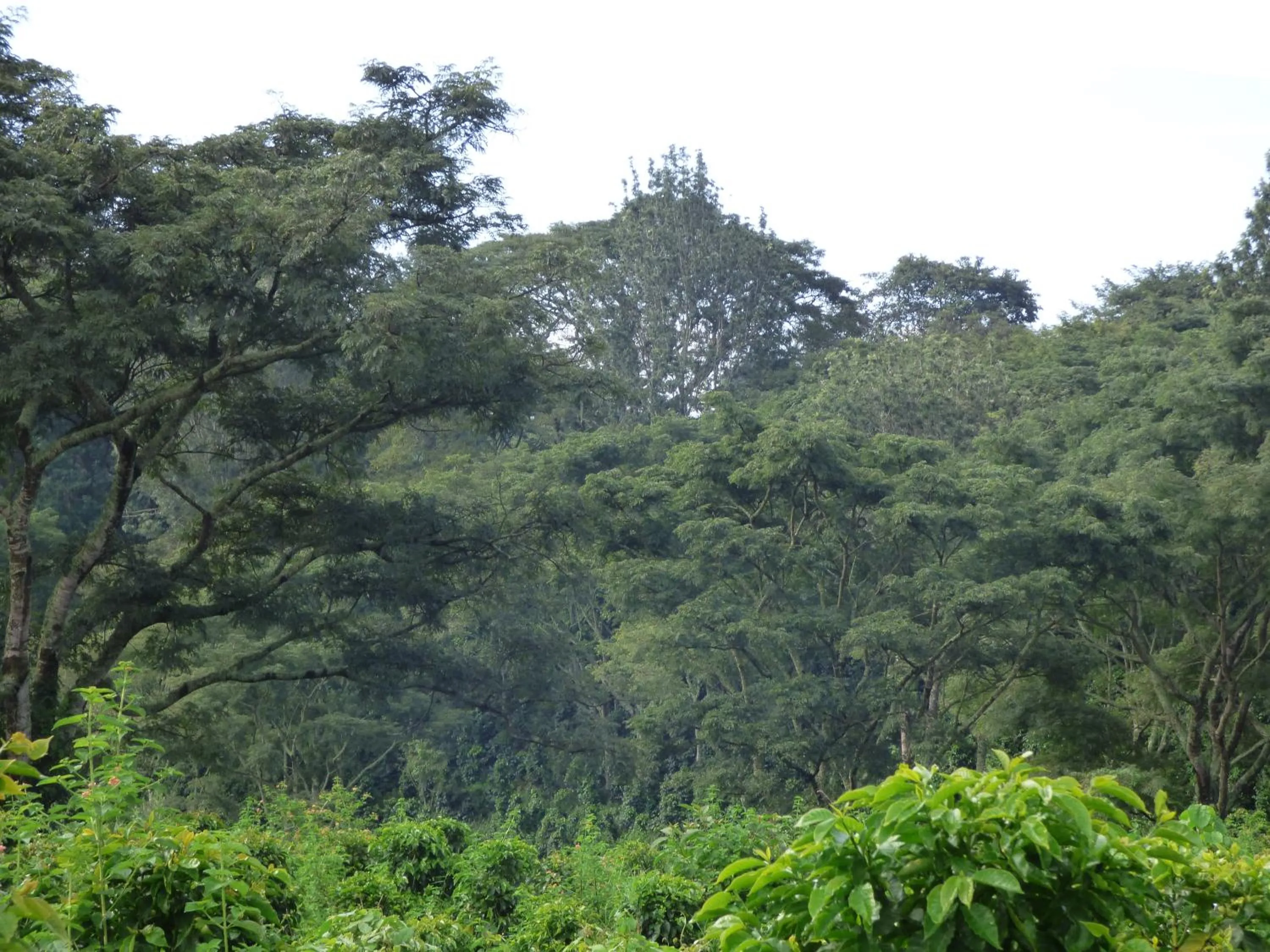 Neighbourhood in Le Pristine Wellness and Healing Hotel