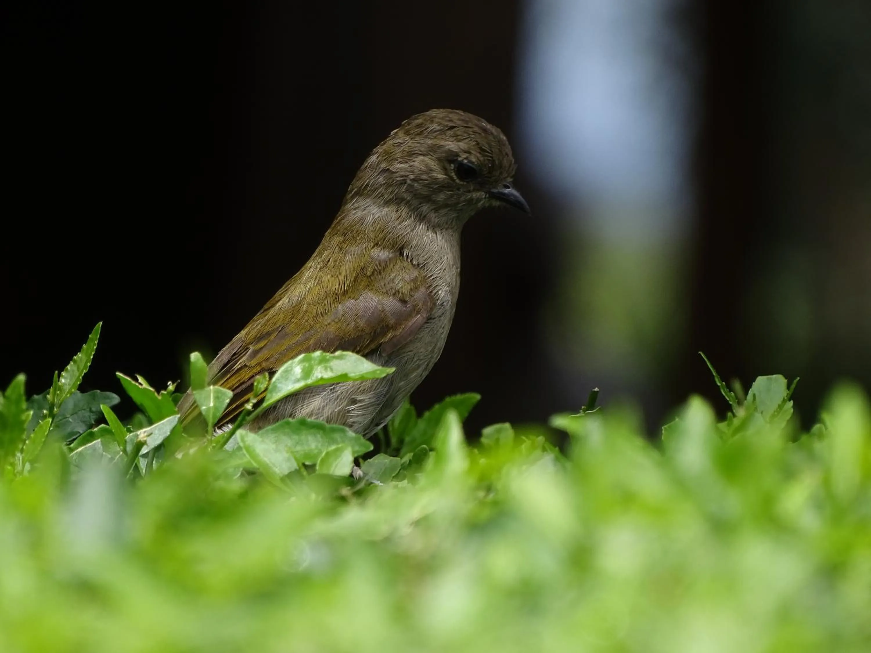 Animals in Le Pristine Wellness and Healing Hotel