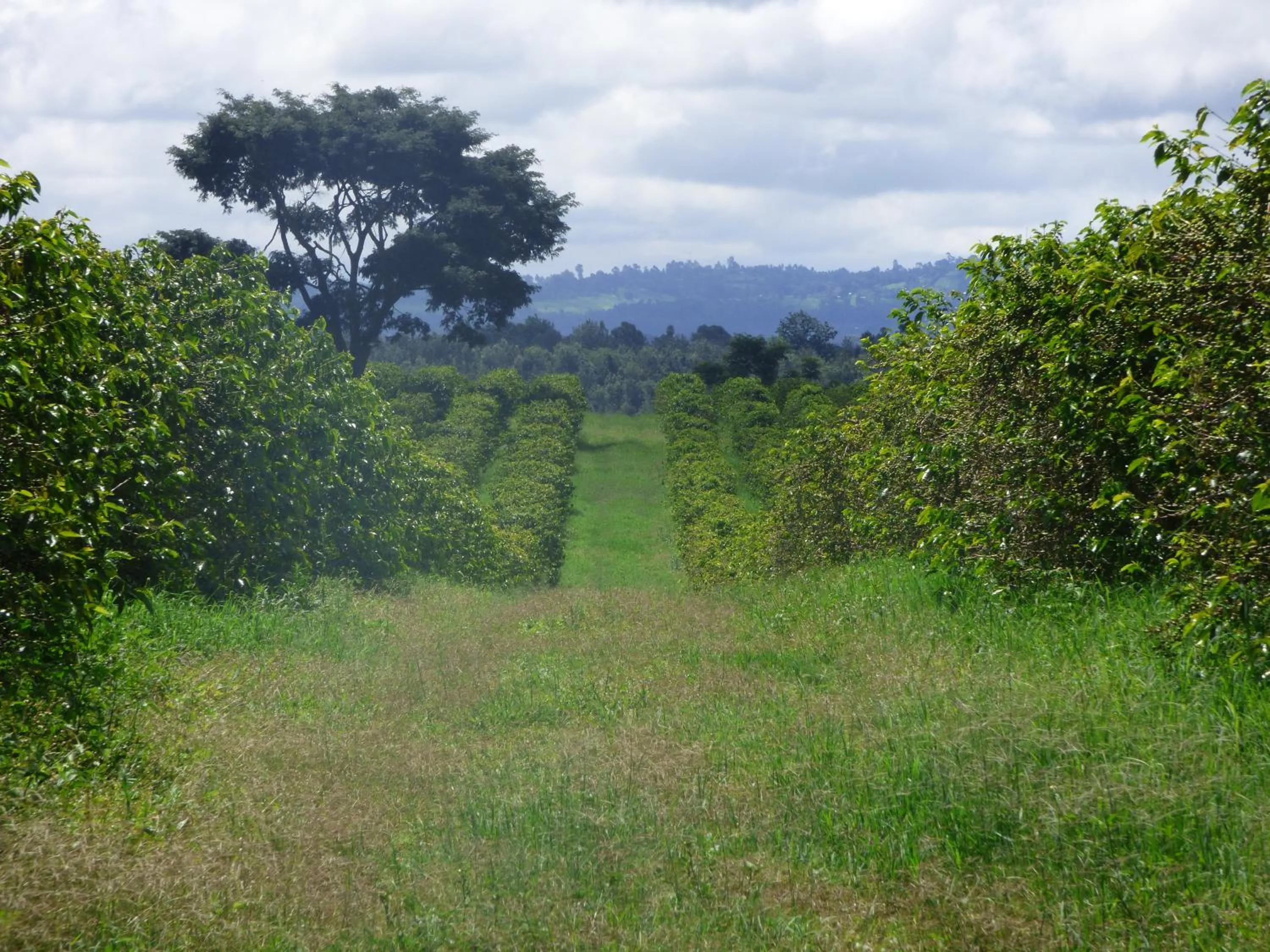 Activities in Le Pristine Wellness and Healing Hotel