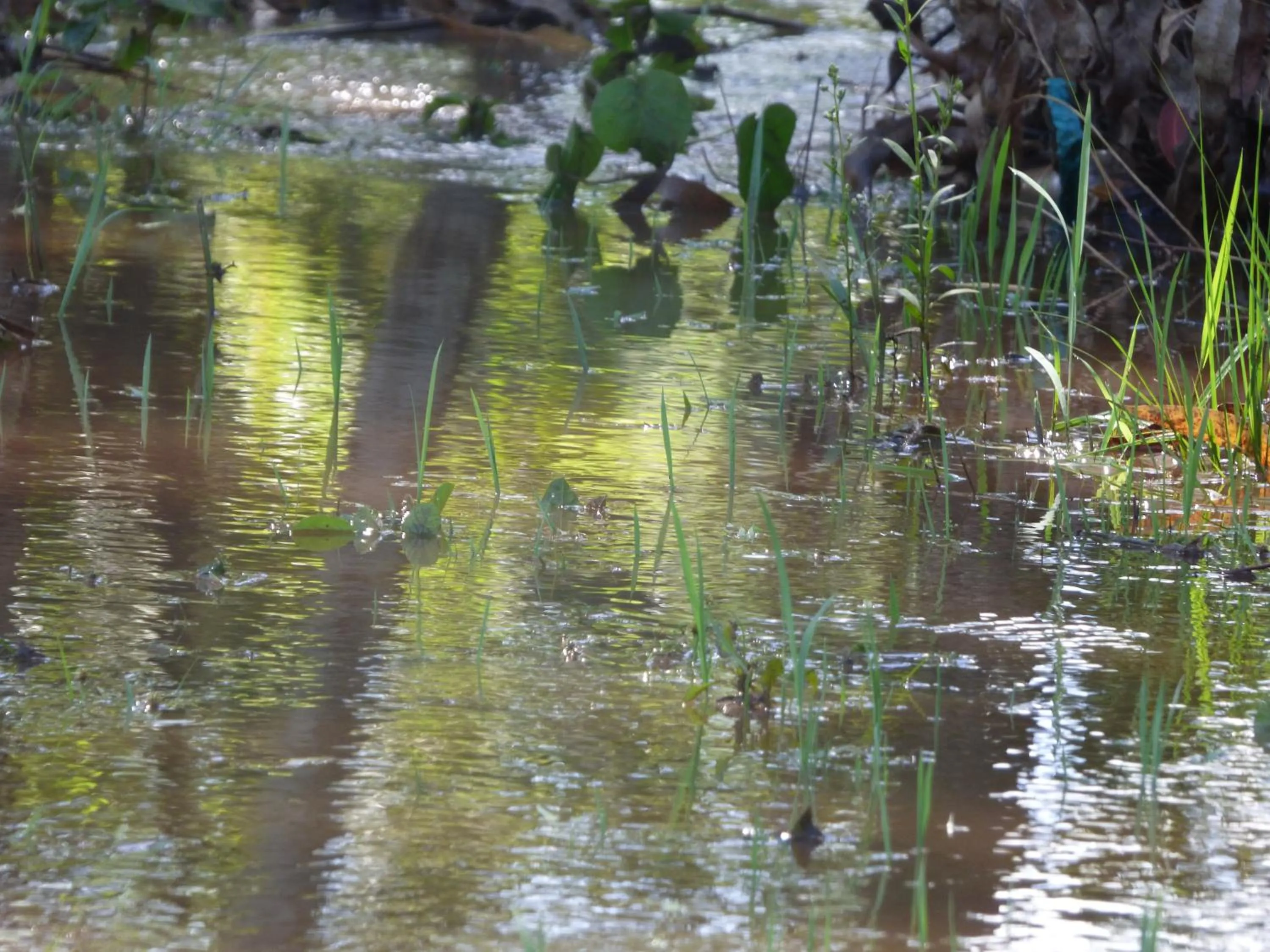 River view in Le Pristine Wellness and Healing Hotel