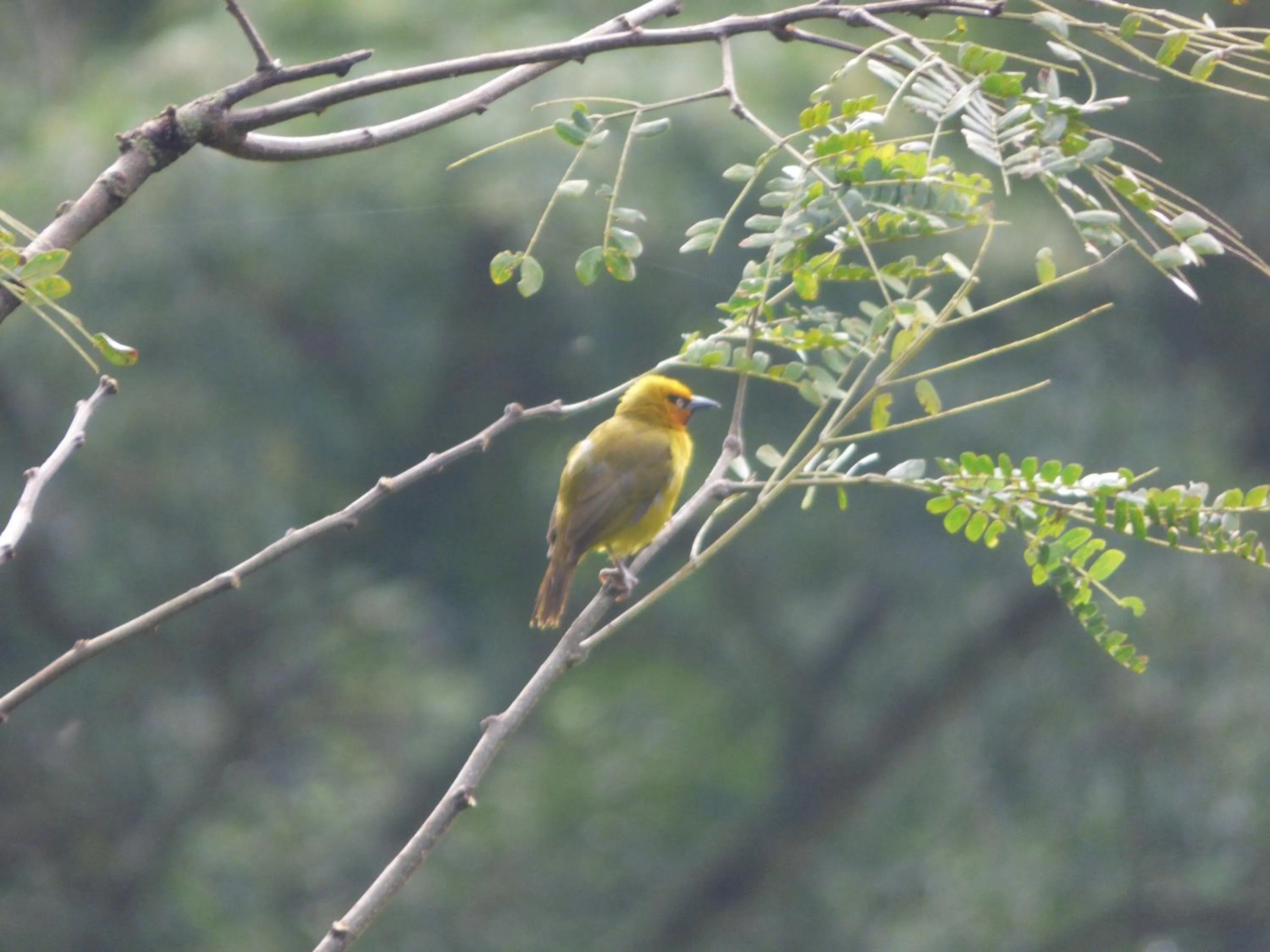 Day in Le Pristine Wellness and Healing Hotel