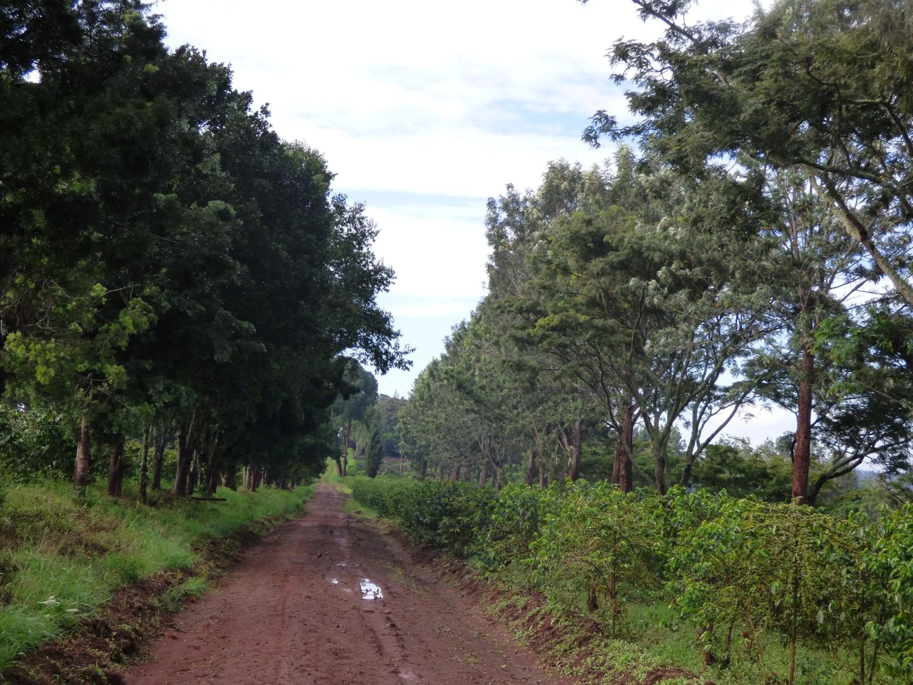 Neighbourhood in Le Pristine Wellness and Healing Hotel