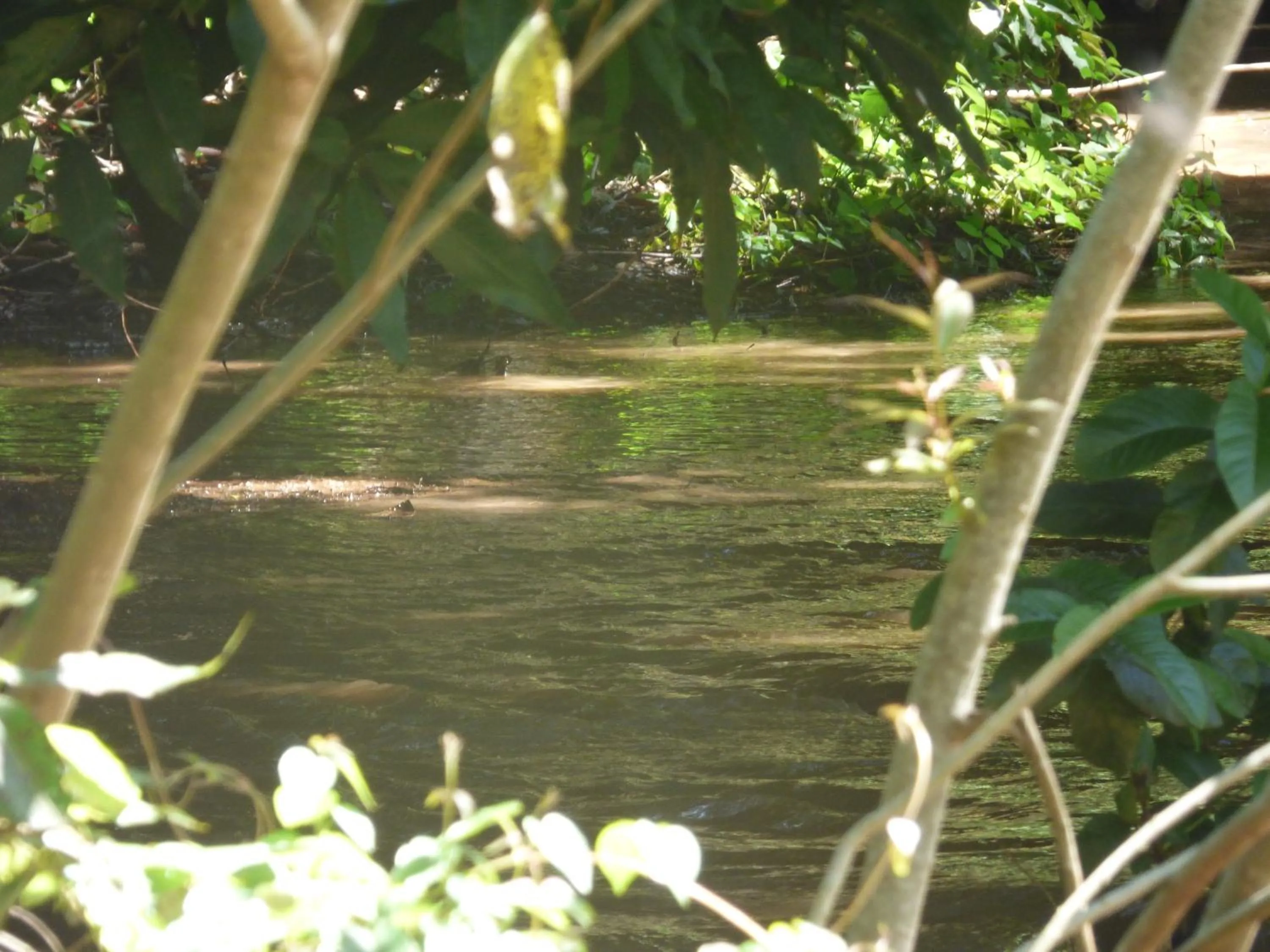Natural landscape in Le Pristine Wellness and Healing Hotel