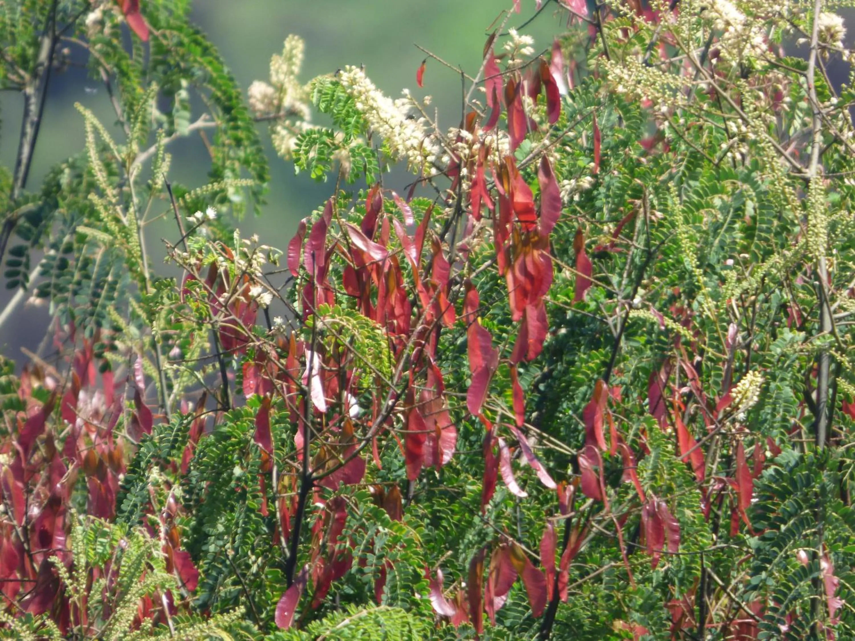 Day in Le Pristine Wellness and Healing Hotel