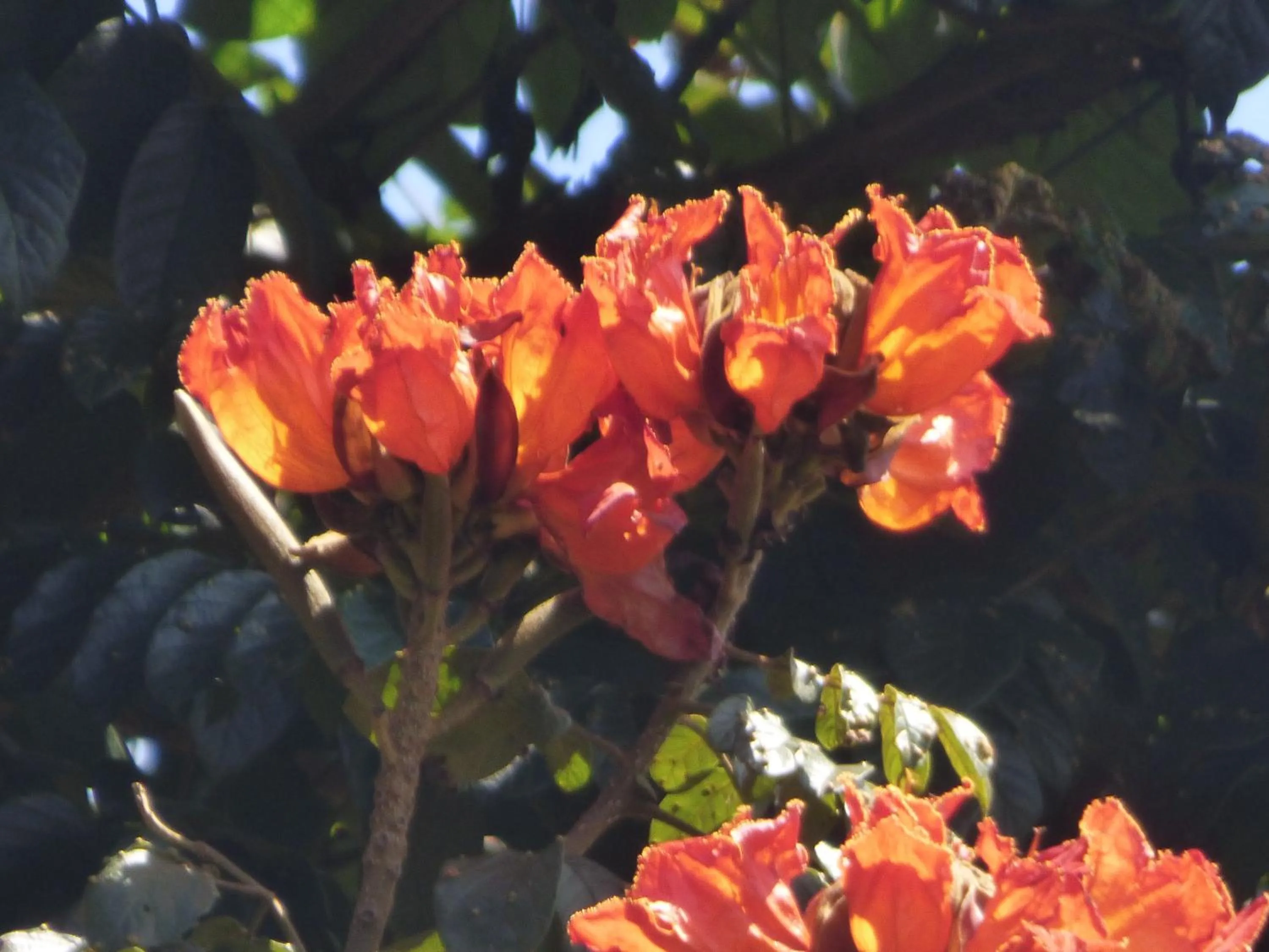 Garden in Le Pristine Wellness and Healing Hotel