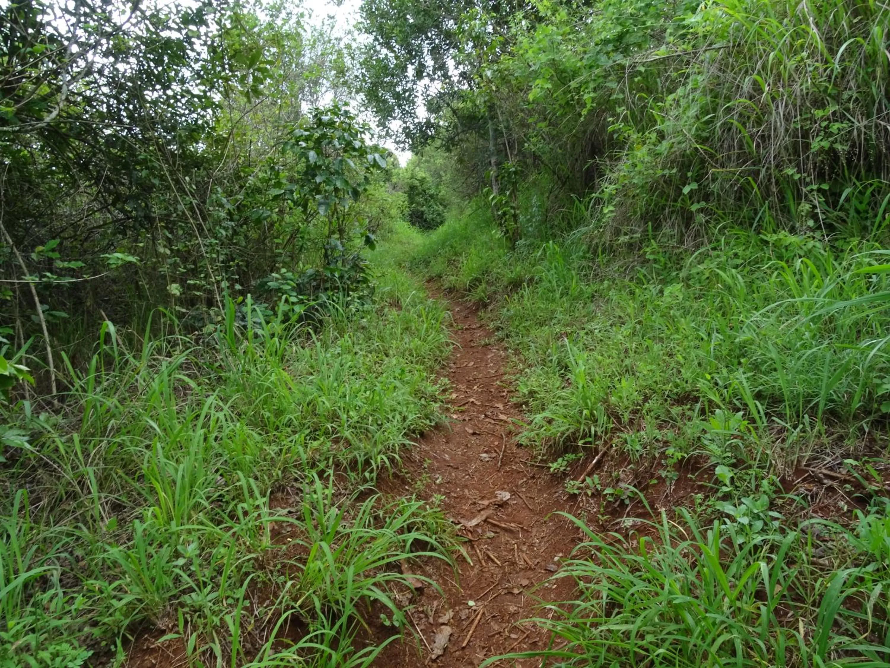 Natural landscape in Le Pristine Wellness and Healing Hotel