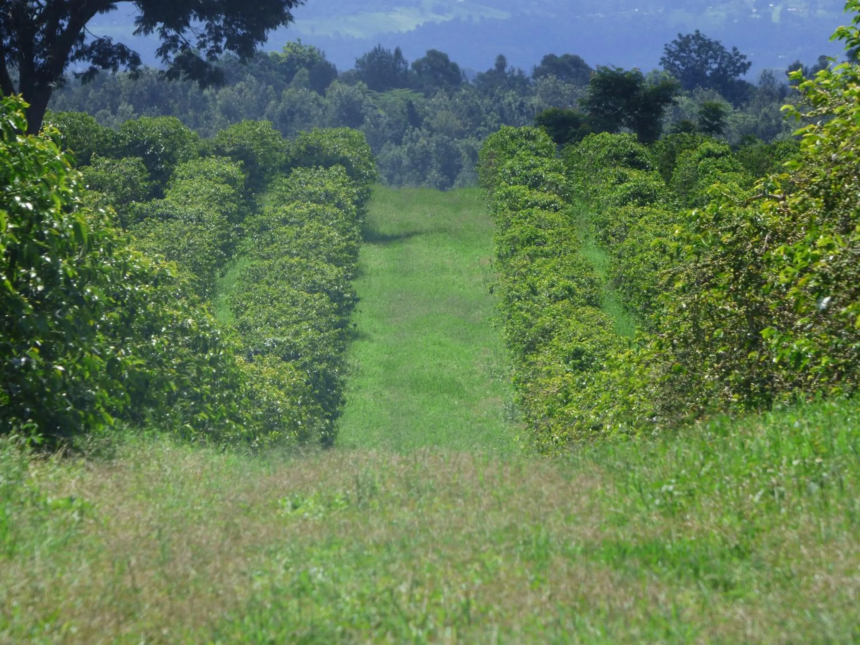 Neighbourhood in Le Pristine Wellness and Healing Hotel