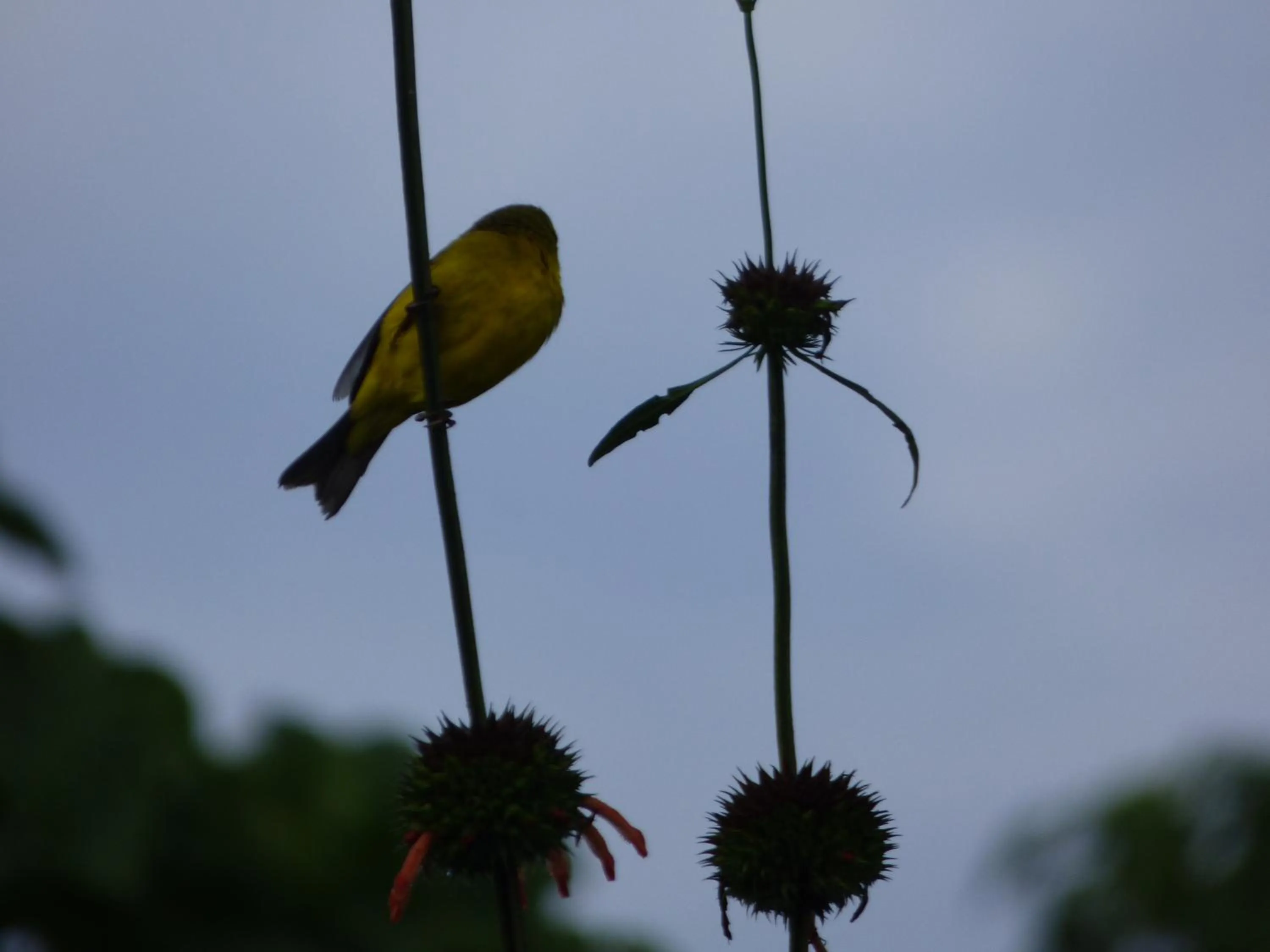 Neighbourhood in Le Pristine Wellness and Healing Hotel