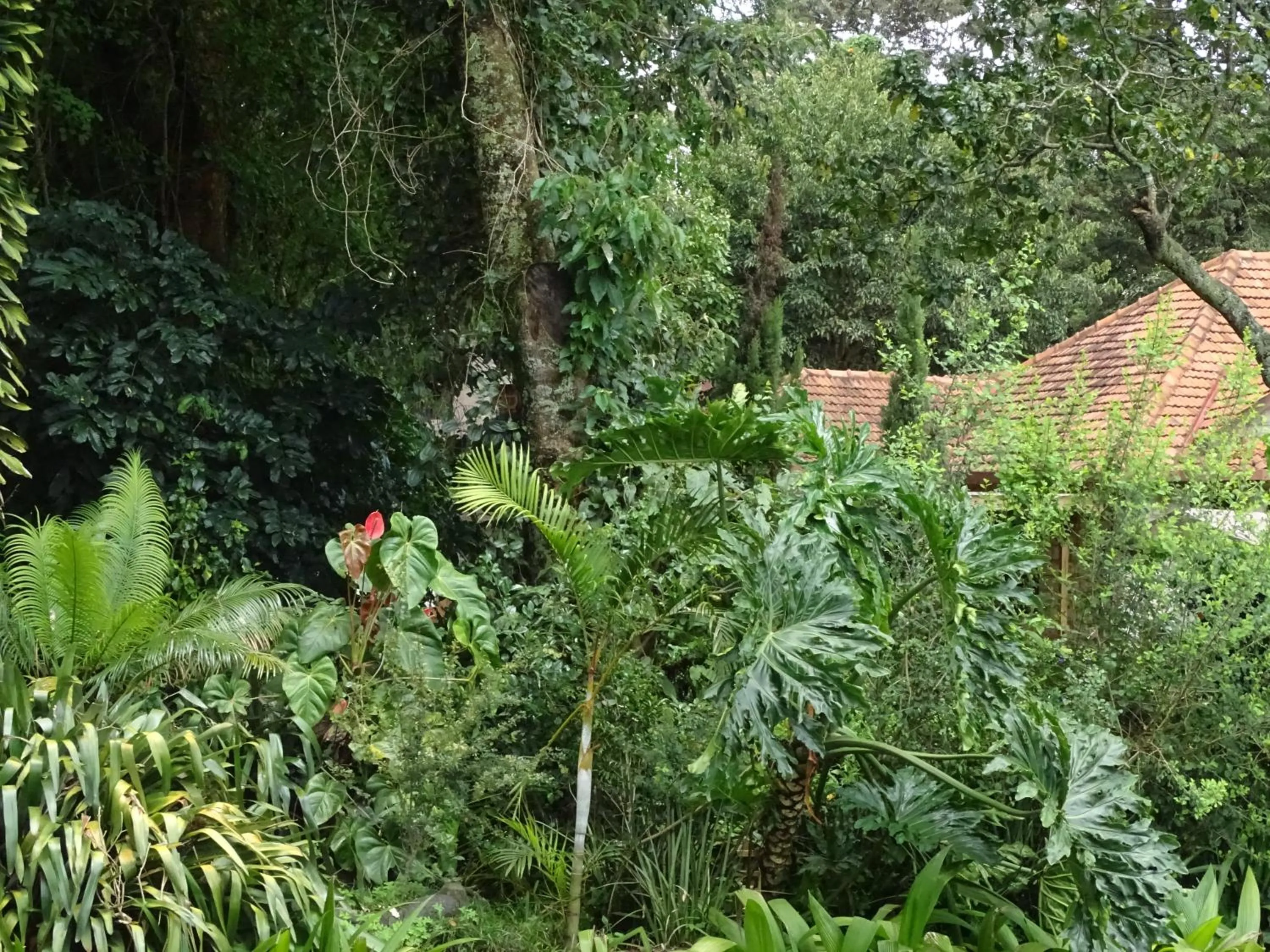Garden in Le Pristine Wellness and Healing Hotel