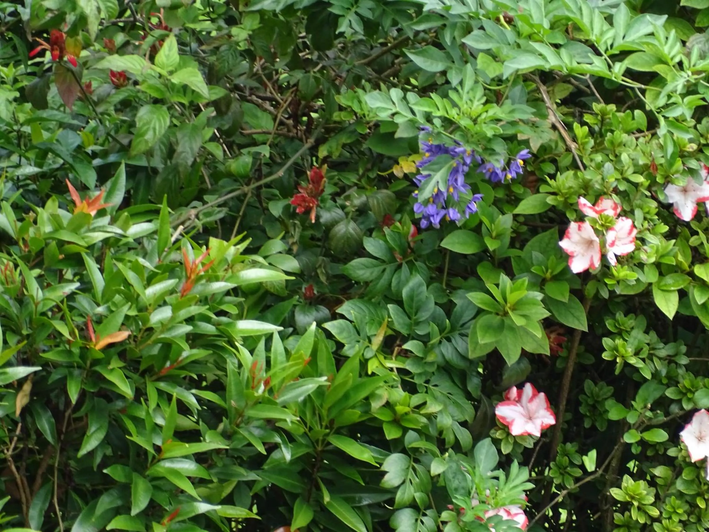 Garden in Le Pristine Wellness and Healing Hotel
