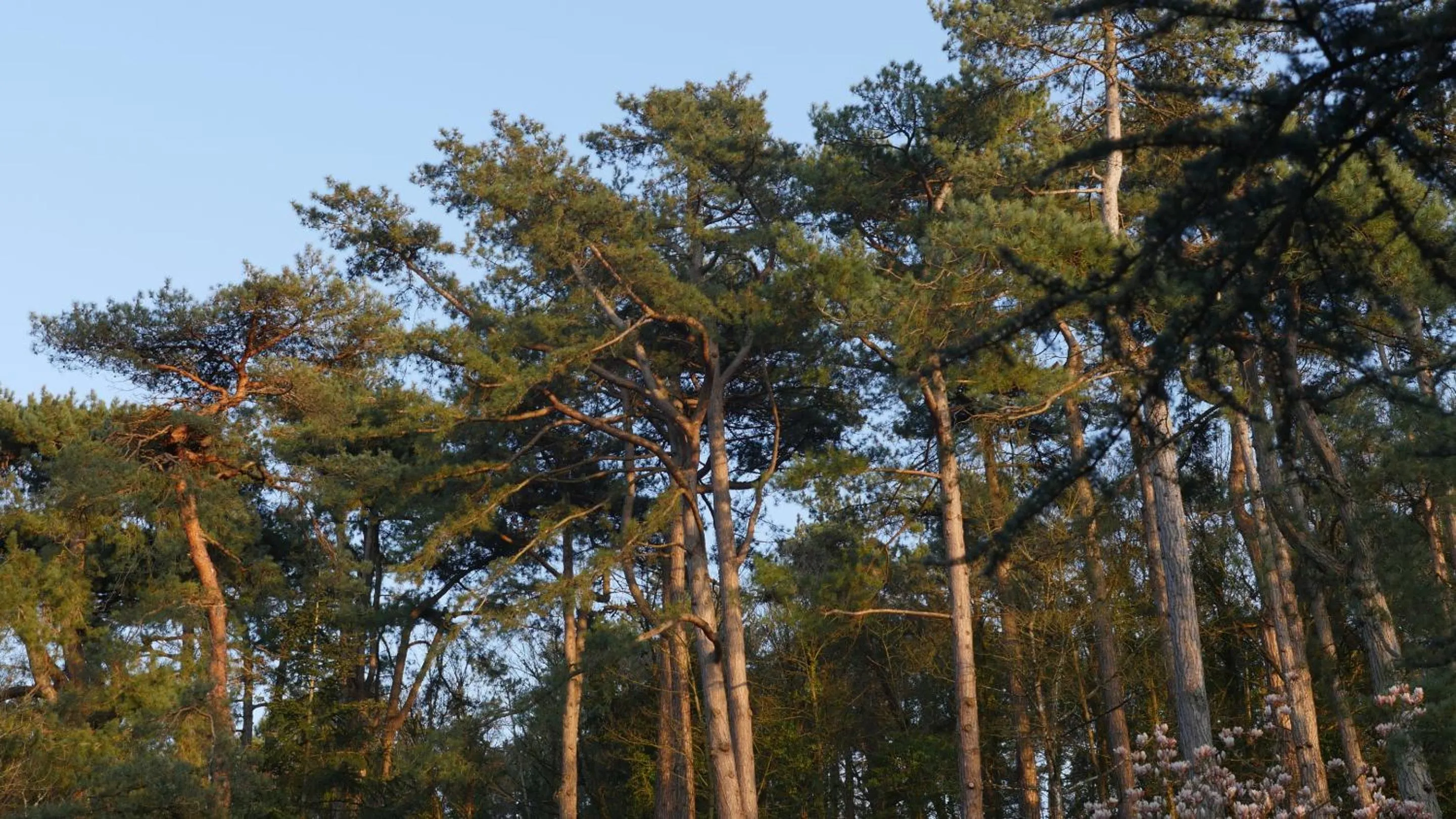 Property building in Bain de forêt - Lodges Cosy & Spa