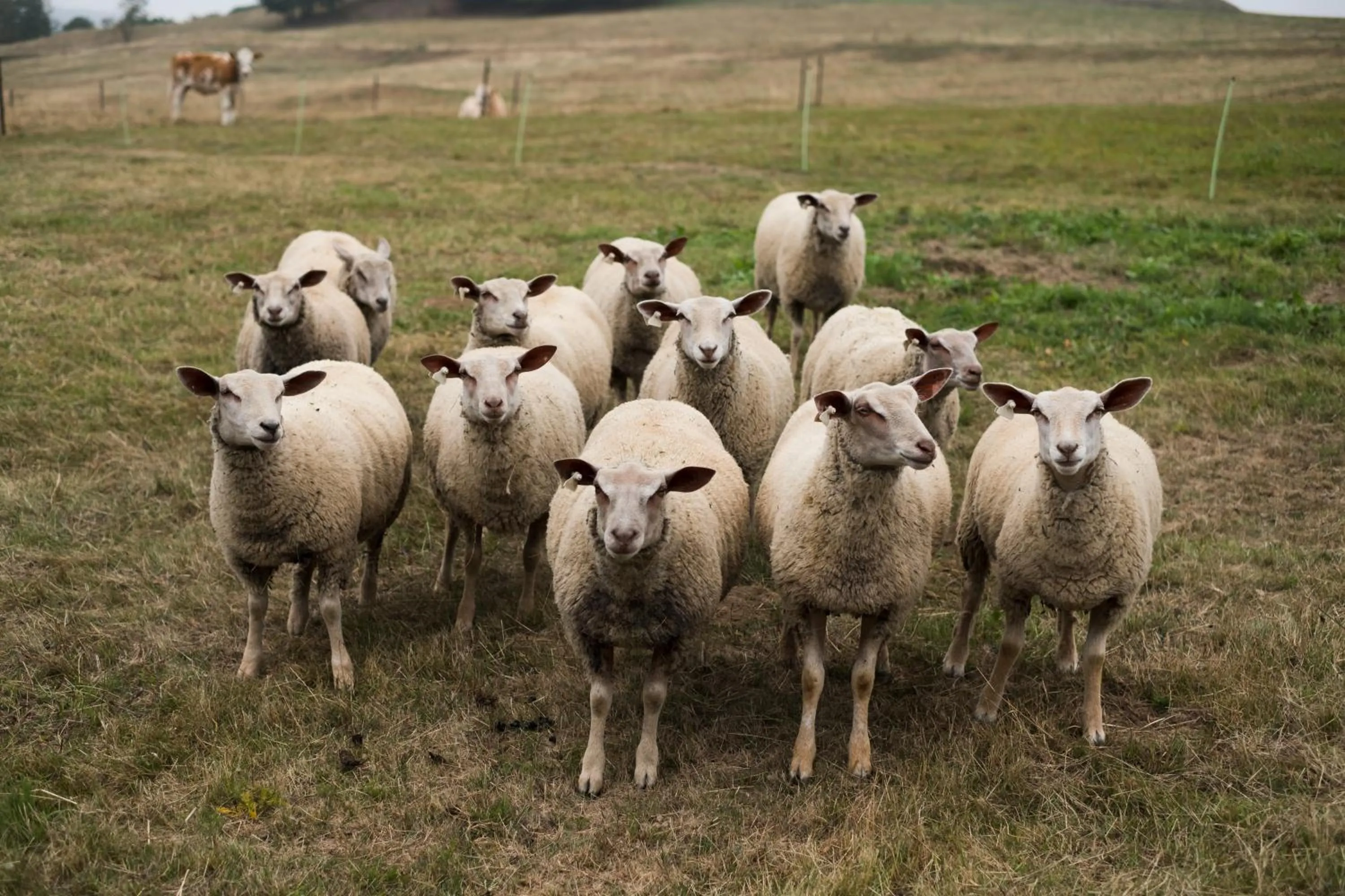 Animals in Gastinger Hotel-Restaurant