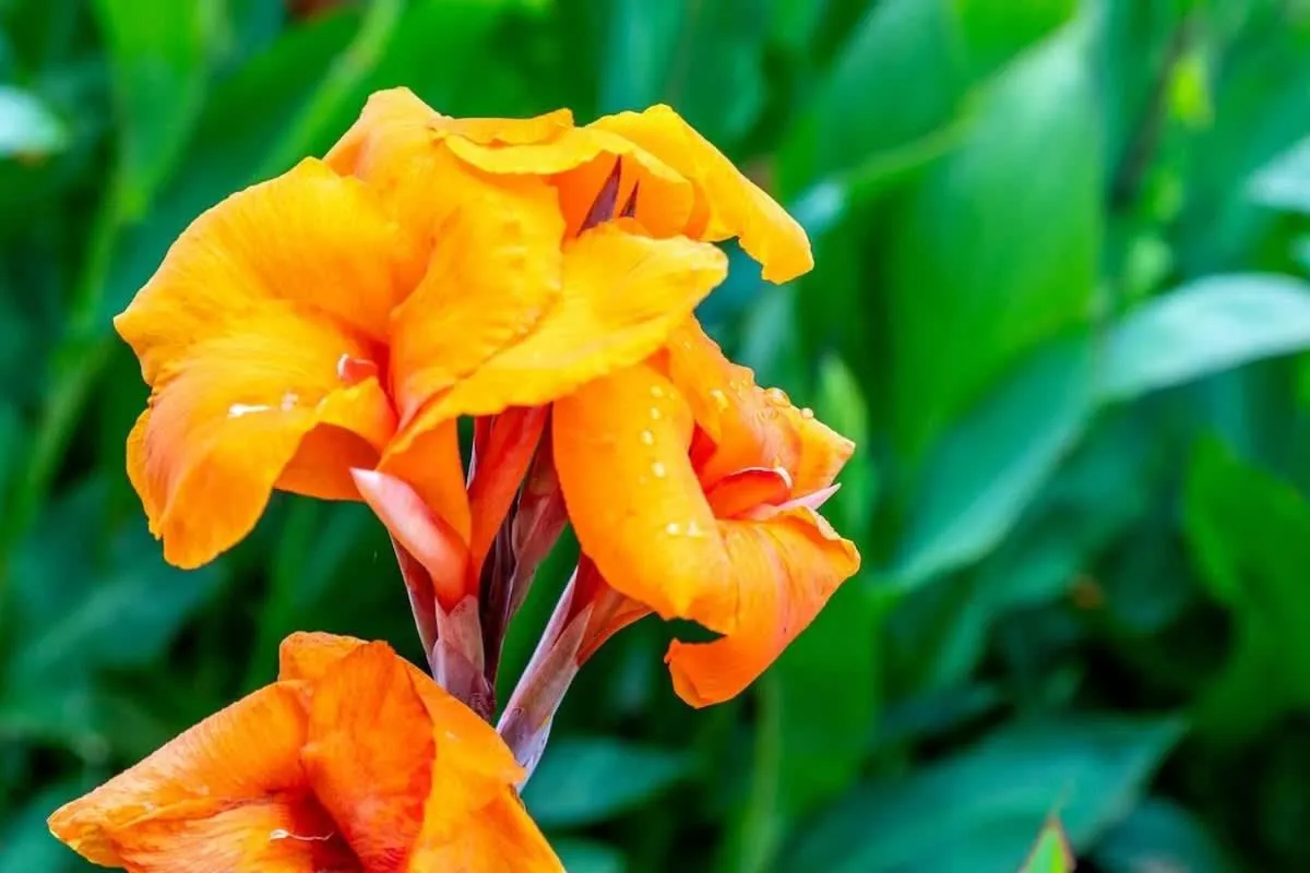 Lakefront 3BR with Bunkhouse and Kayaks, Rowboat Included