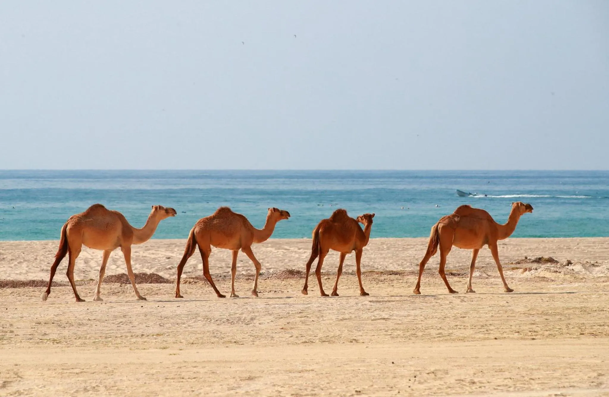 Nearby landmark in Crowne Plaza Resort Salalah by IHG