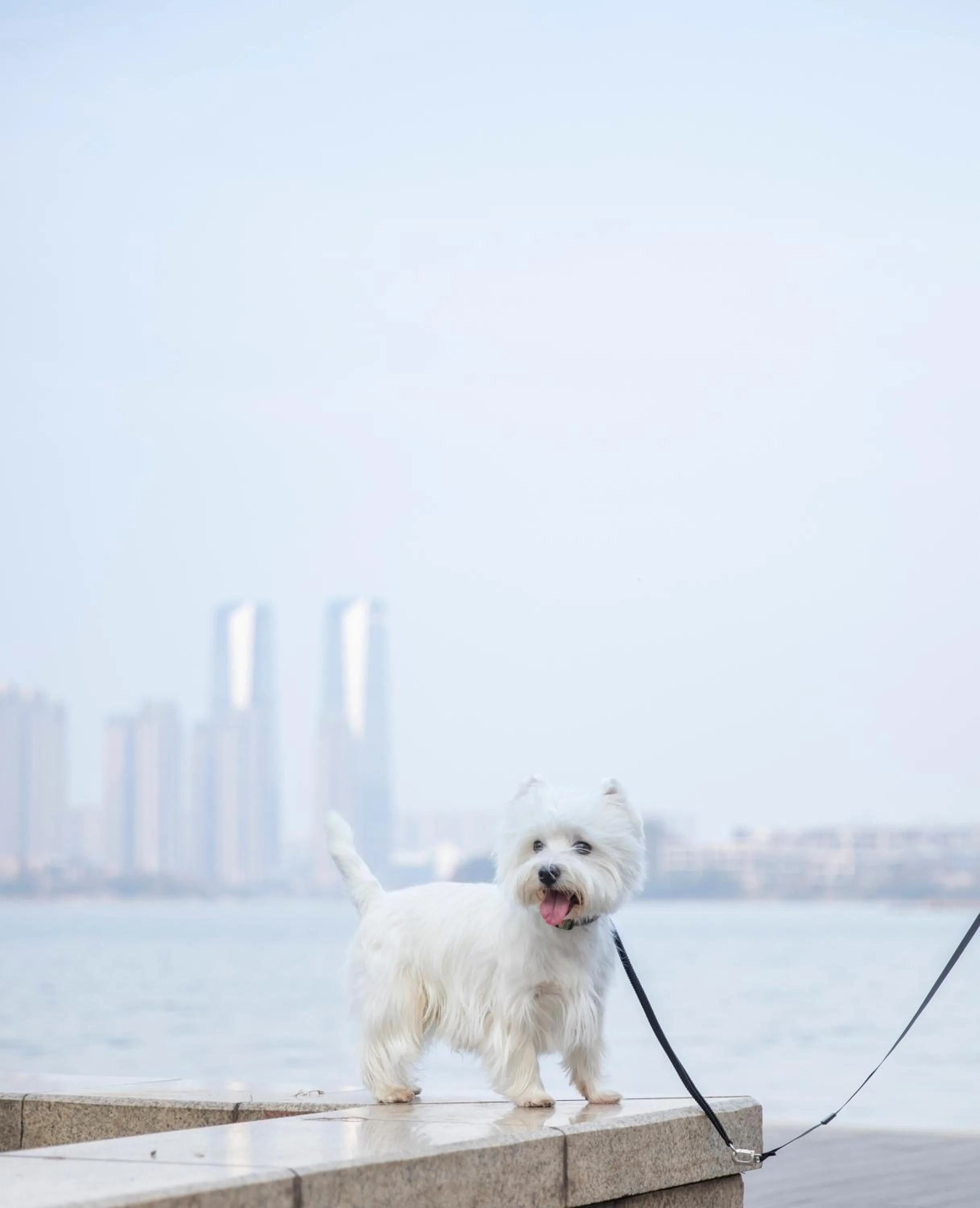 Animals in The Meixi Lake, Changsha Marriott Executive Apartments