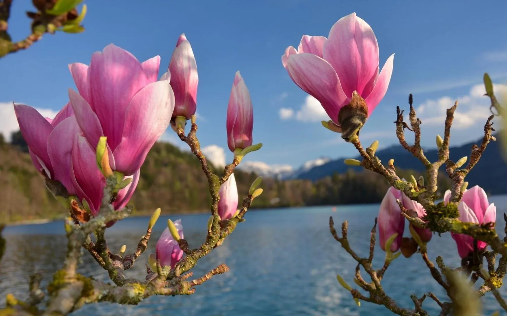 Natural landscape in Hotel Vogelweiderhof