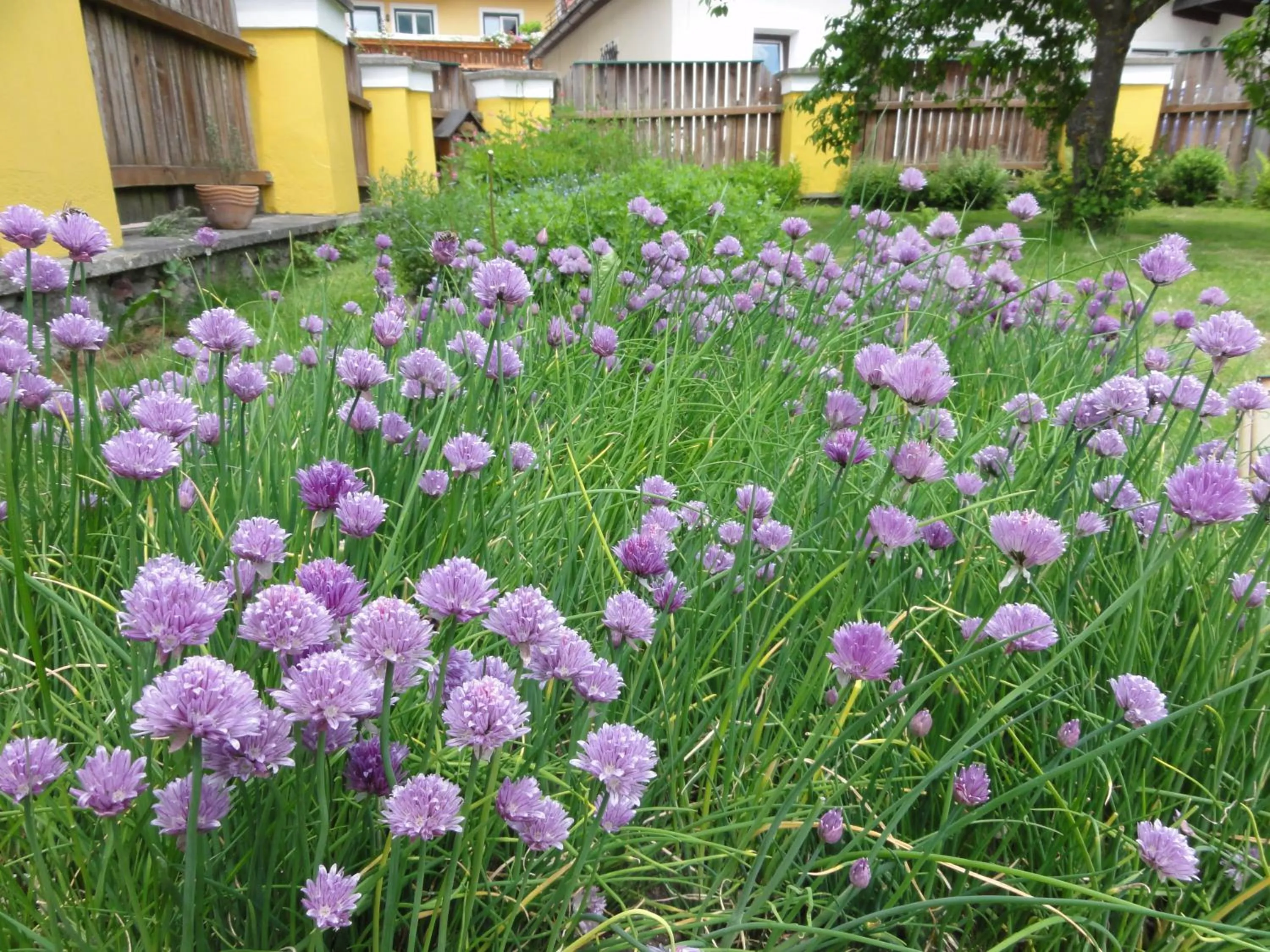 Garden in Familiengasthof Maier