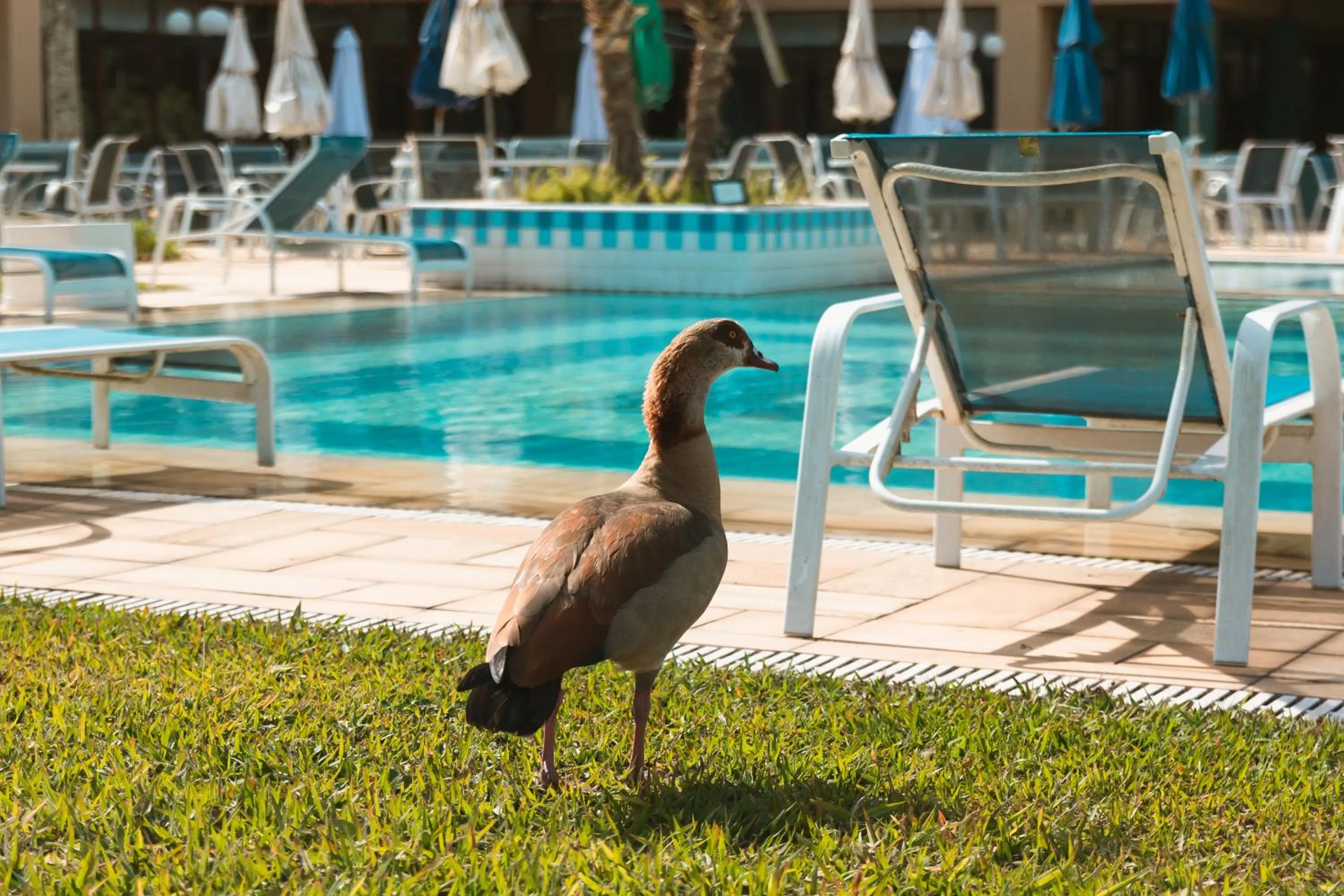 Swimming pool in Villa Itaipava Resort & Conventions