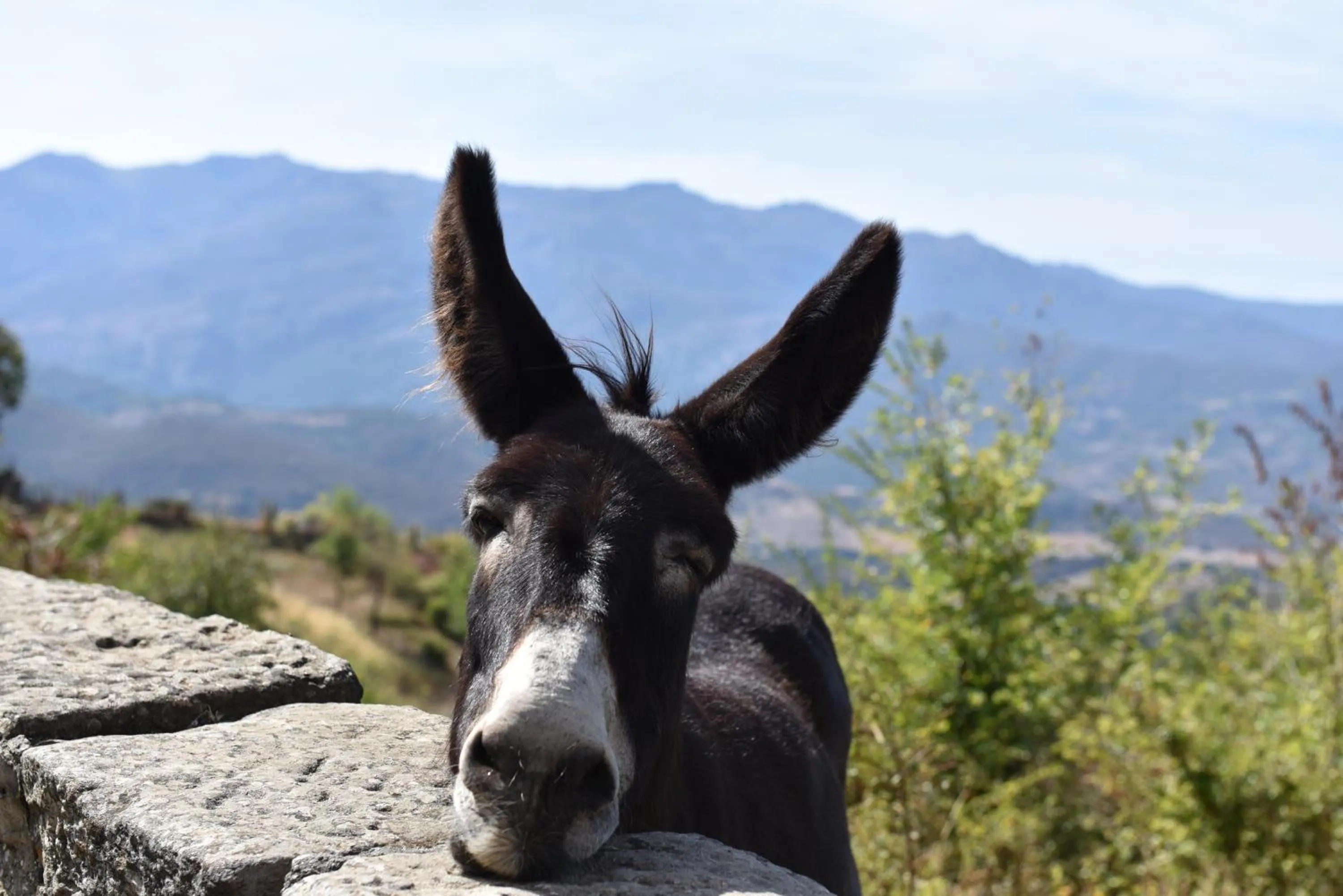 Pets in Résidence U Nebbiu