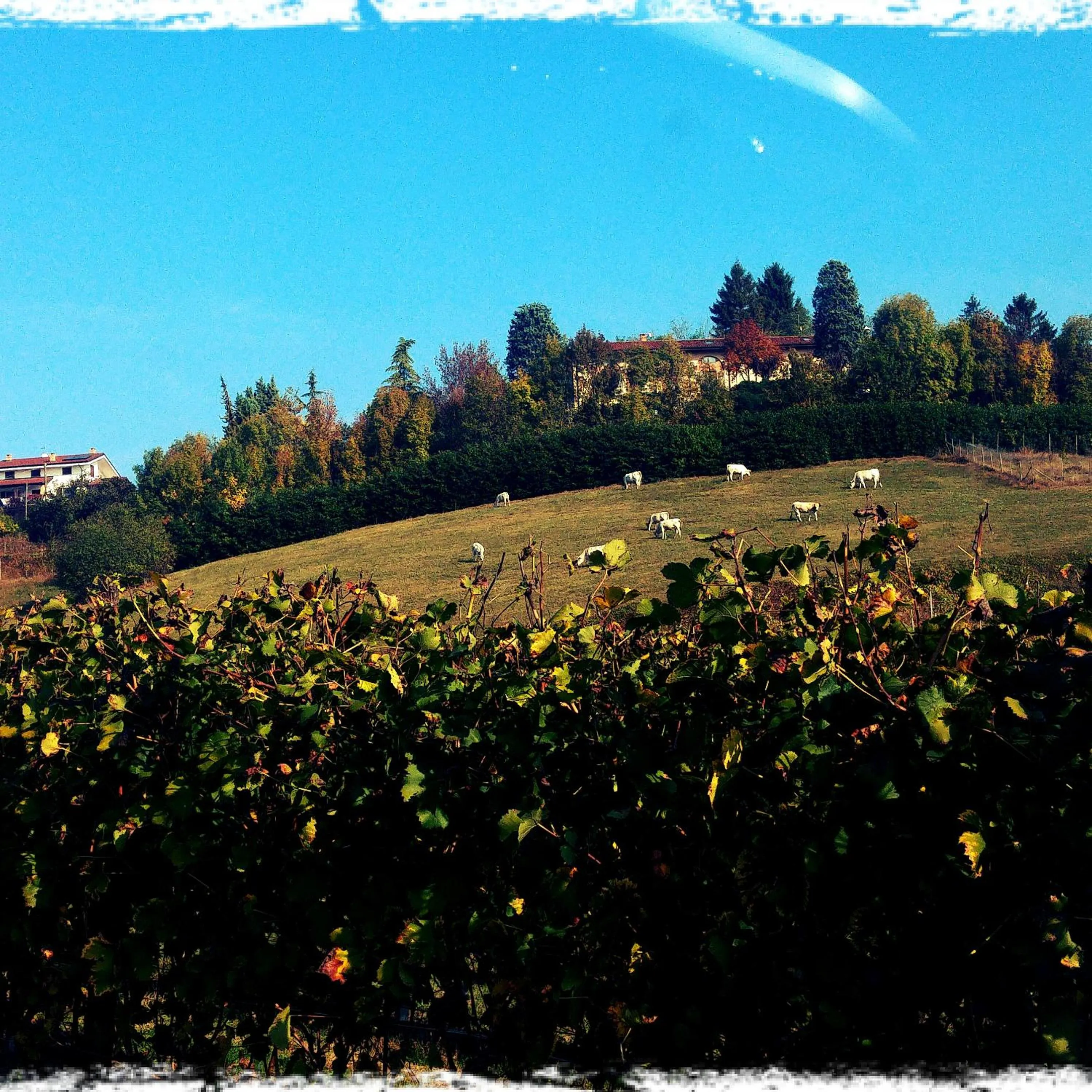 Other in Locanda del Boscogrande