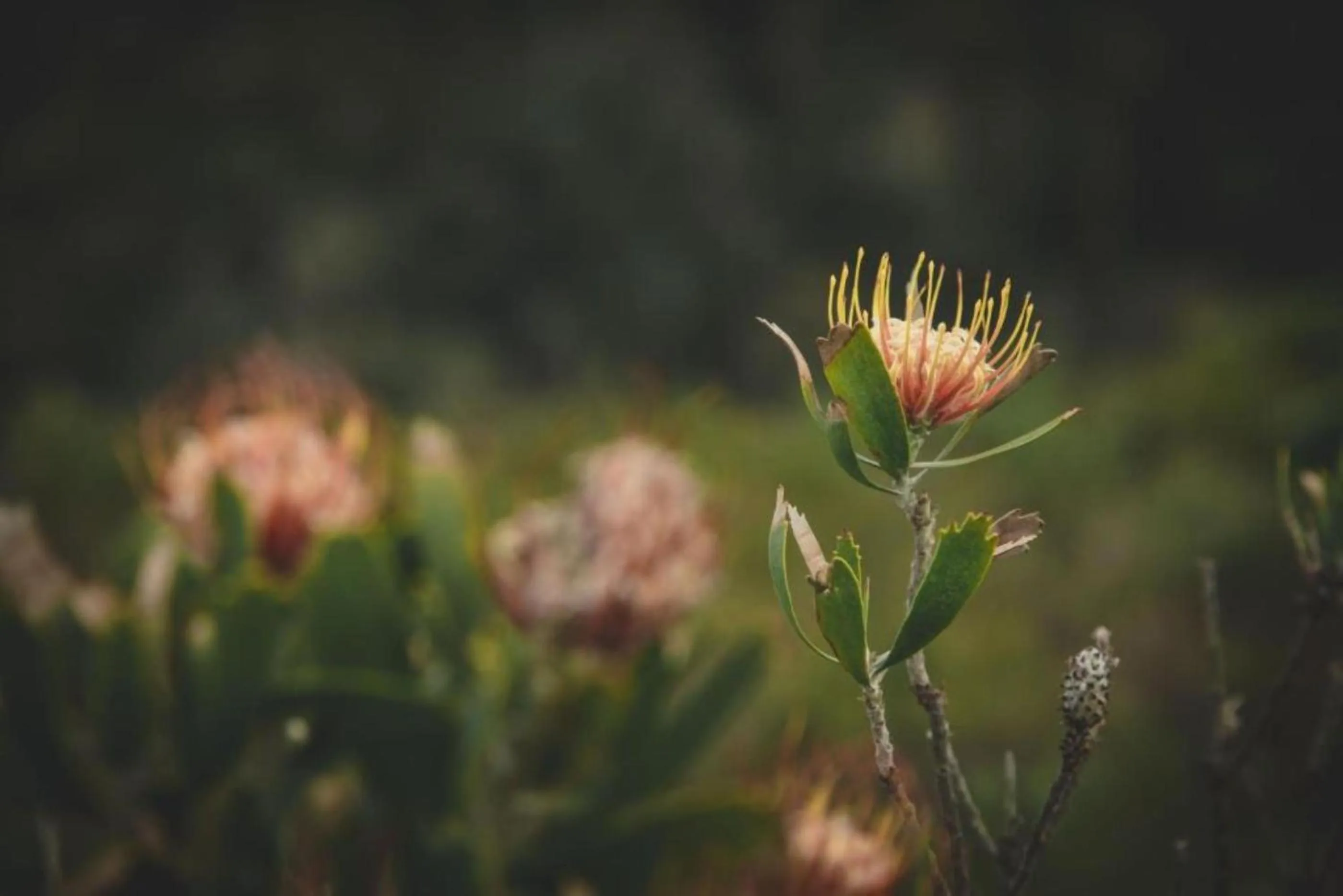 Natural landscape in Misty Mountain Reserve