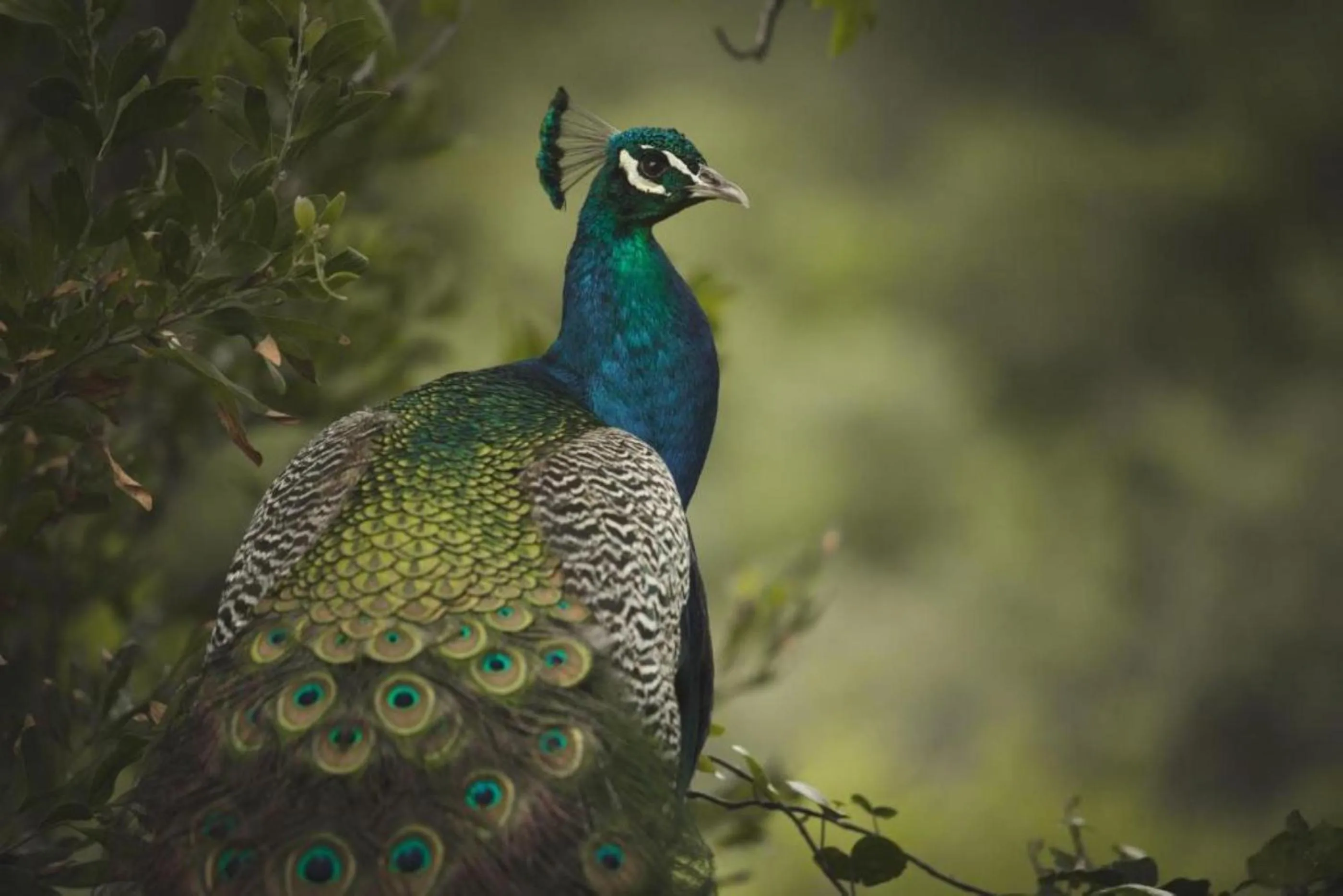 Animals in Misty Mountain Reserve
