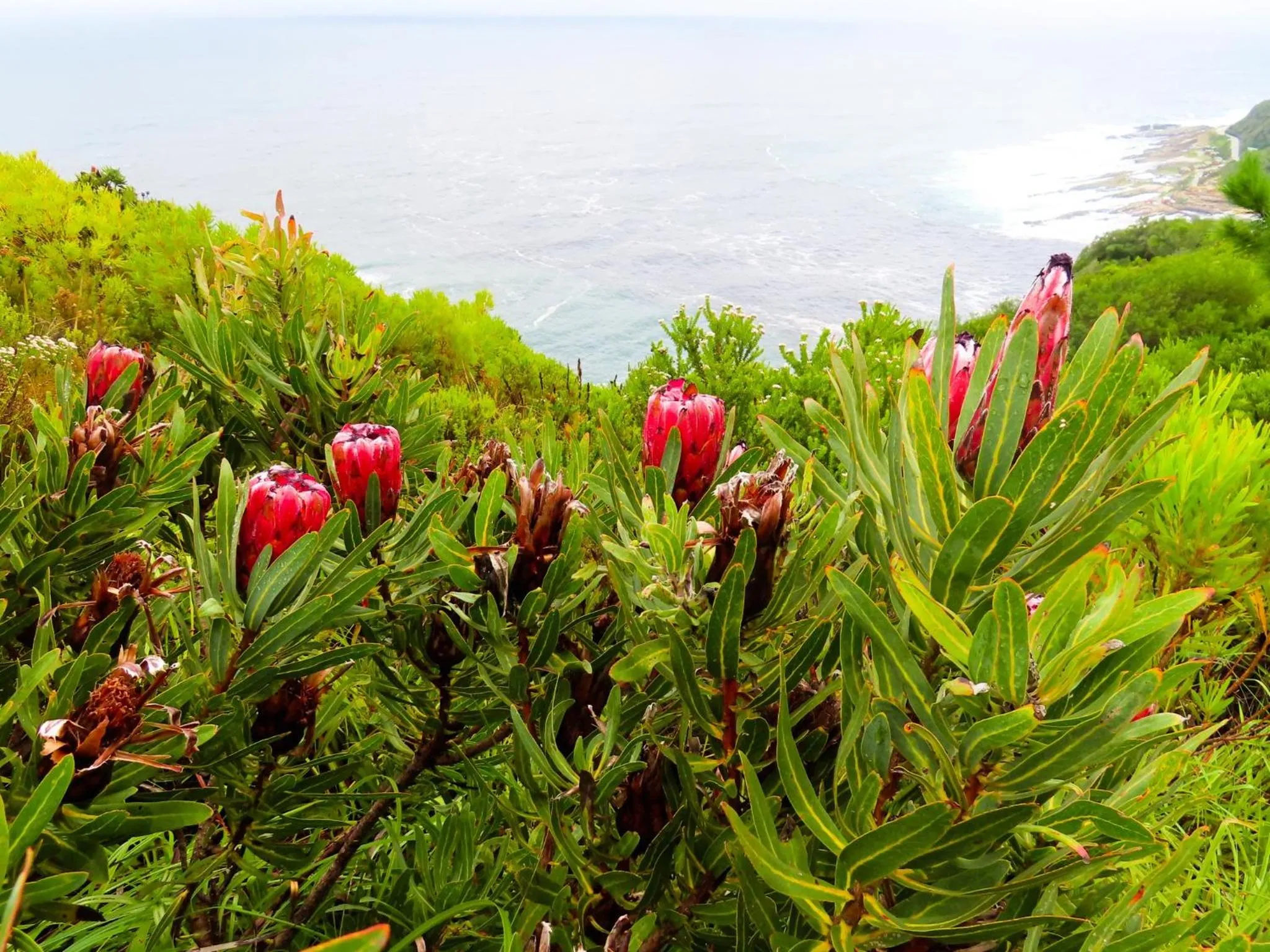 Natural landscape in Misty Mountain Reserve