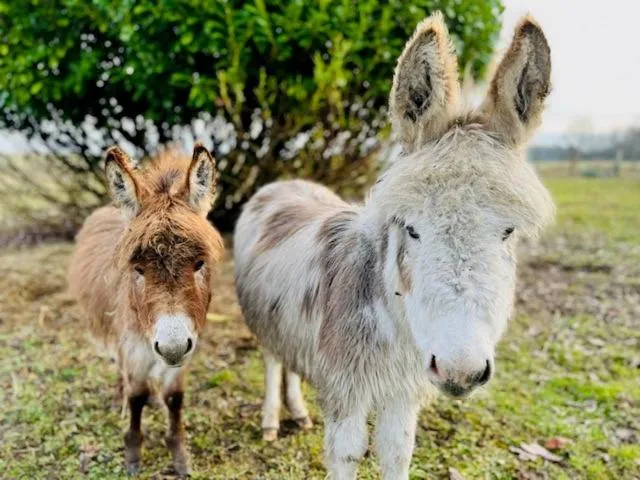 Garden in Le Clos des Châteaux