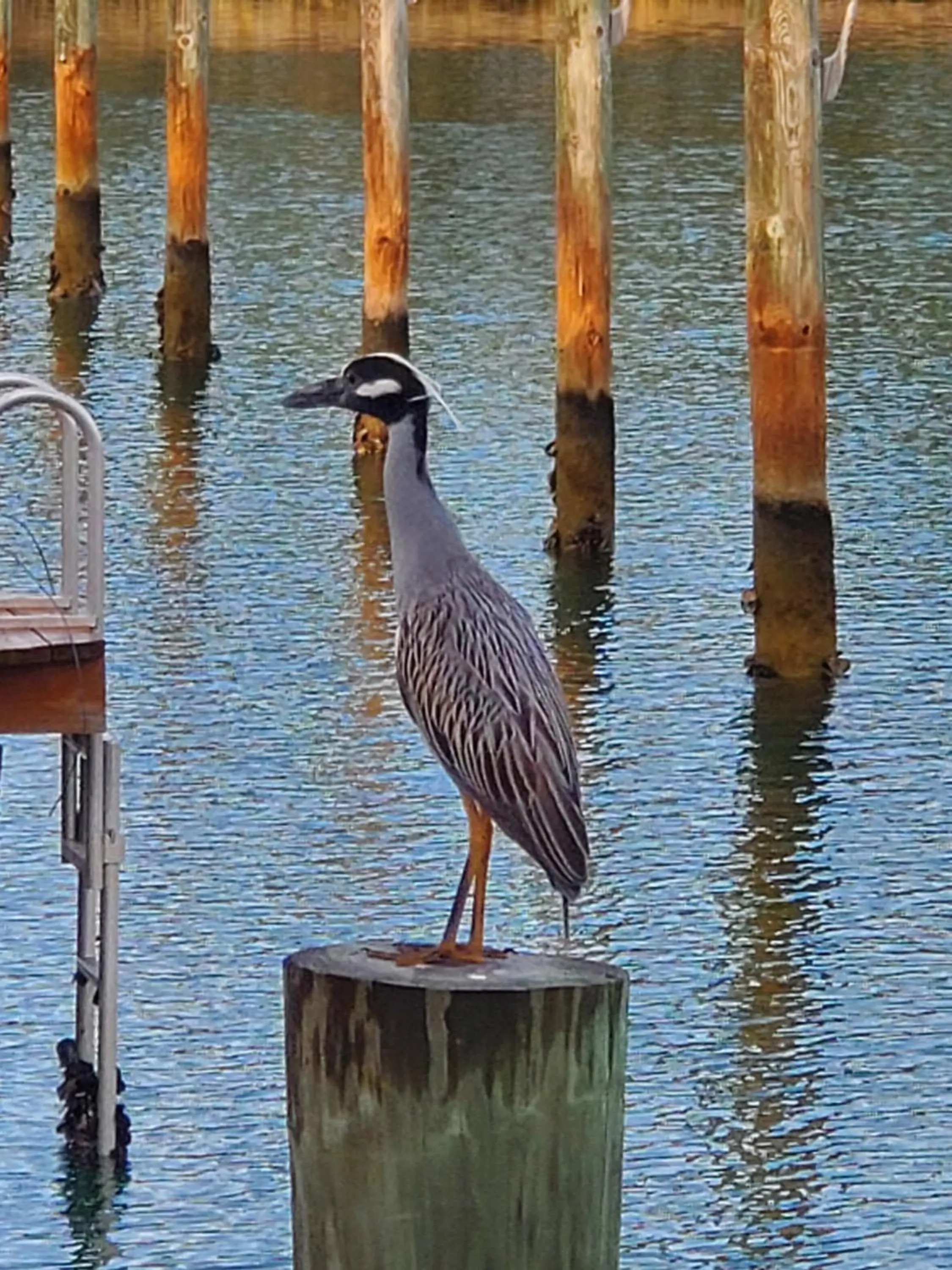 Animals in Dolphin Cove
