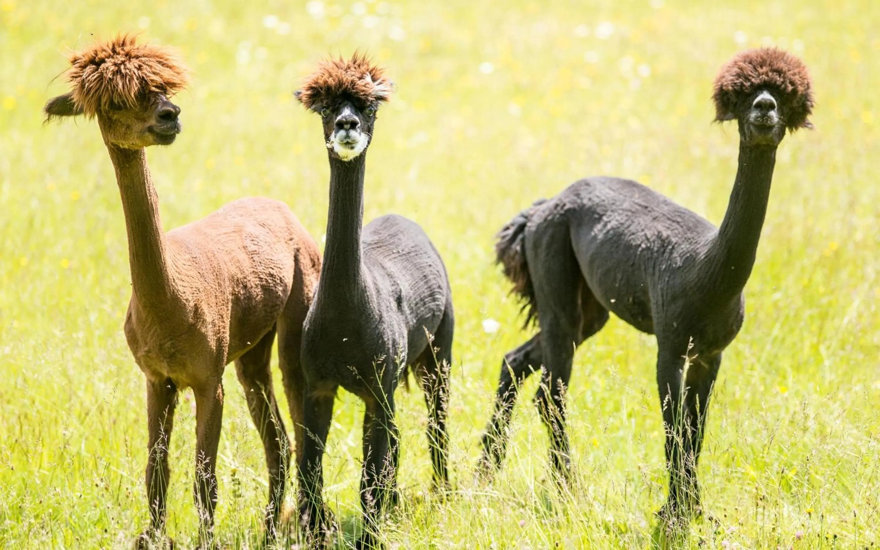 Garden in BRUGGER'S Hotelpark am See