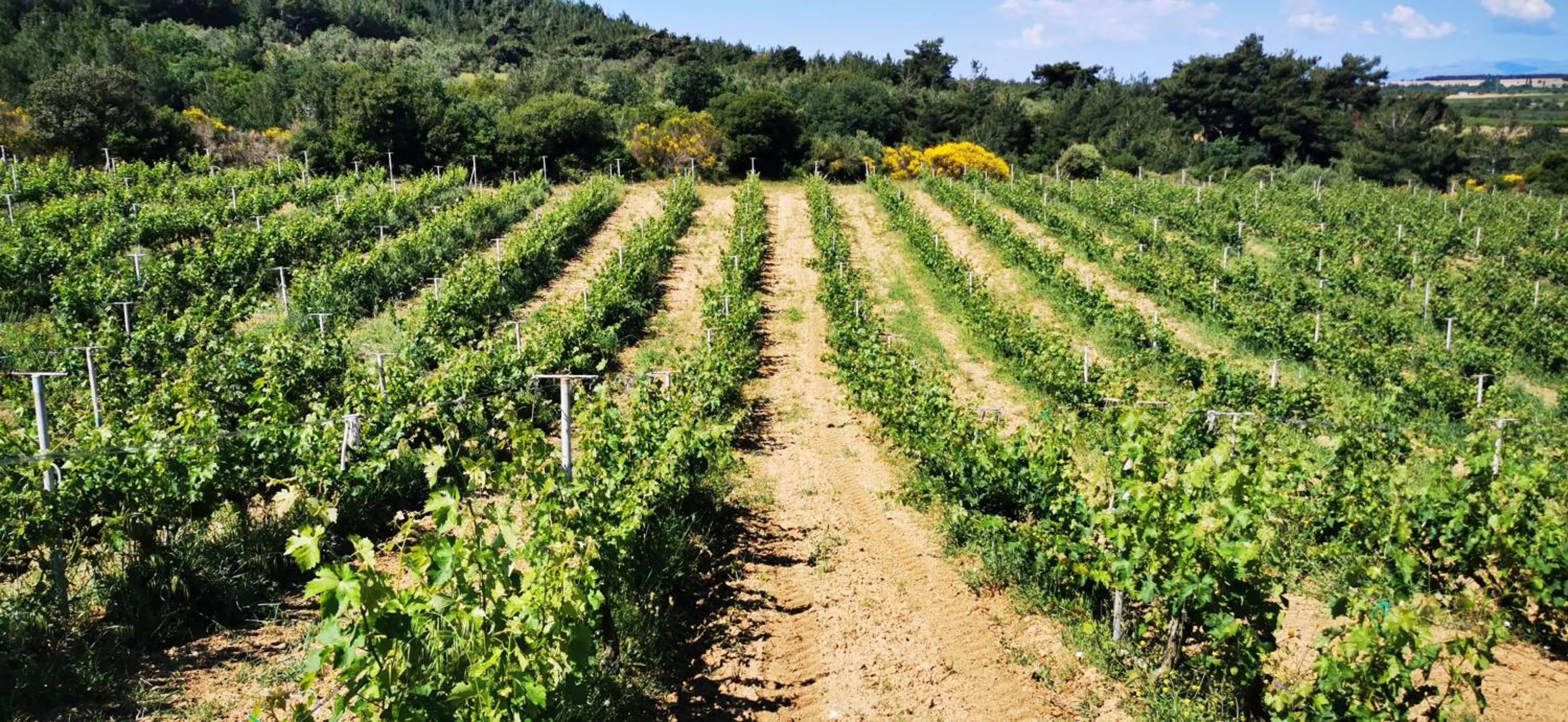 Natural landscape in Bengodi Boutique Hotel