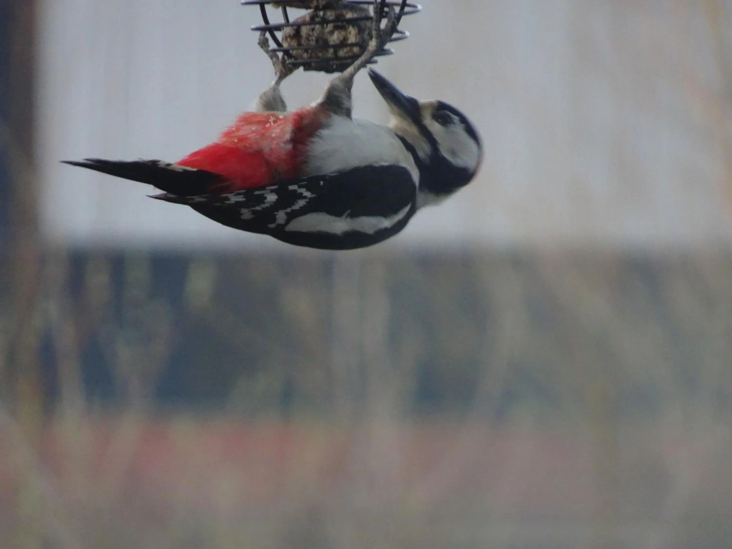Garden in De Kopstoof
