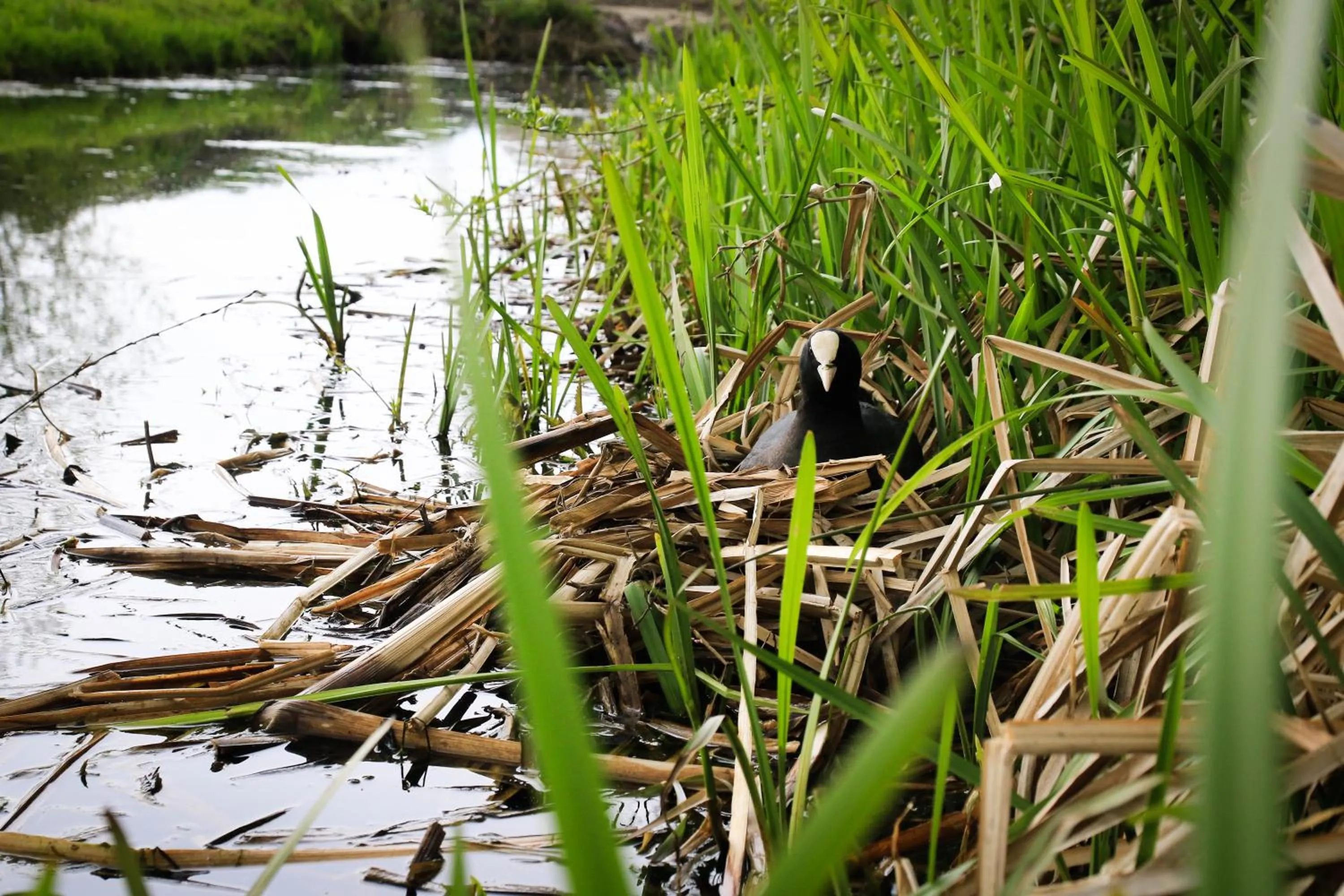 Garden in De Kopstoof