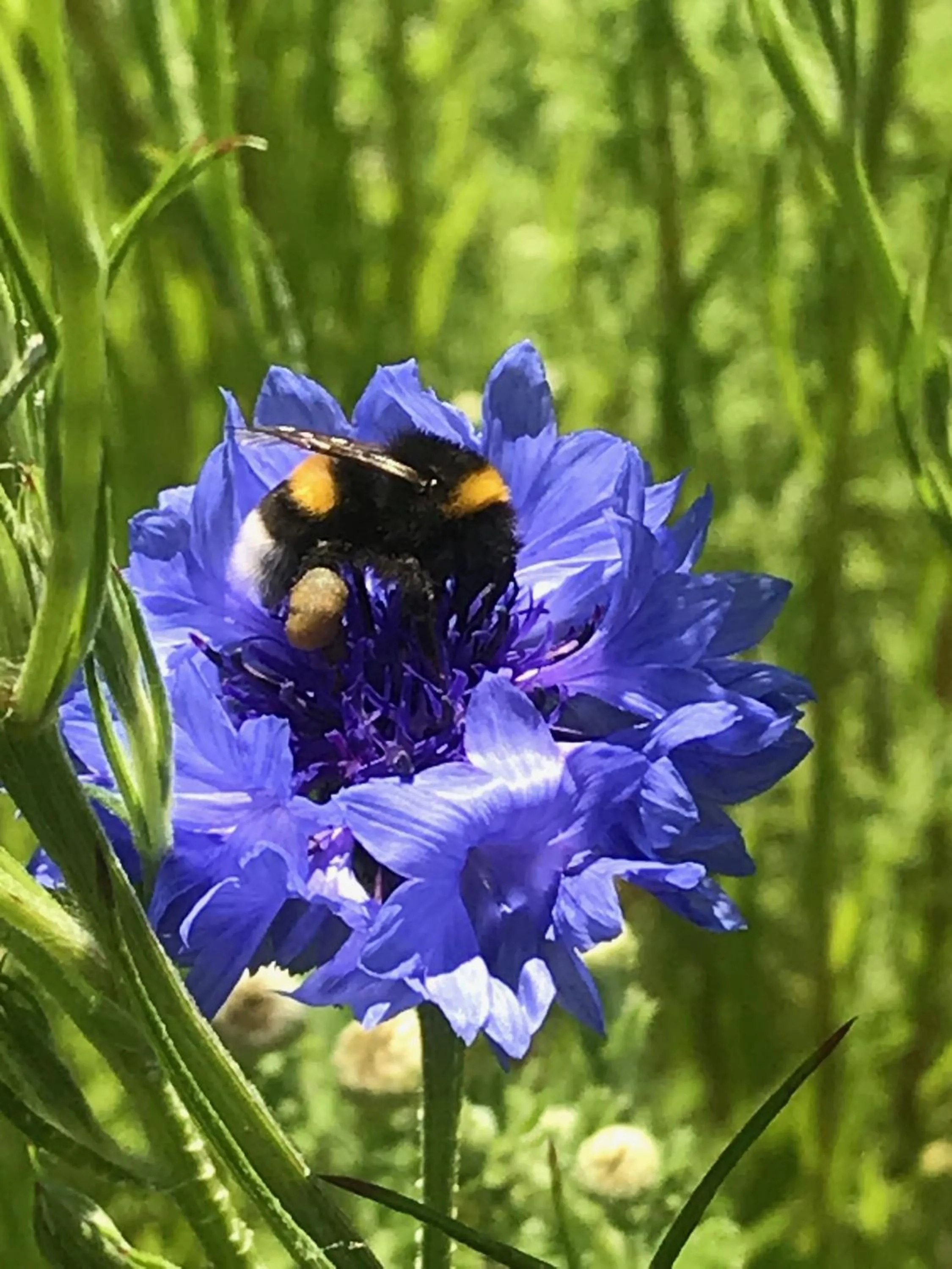 Garden in De Kopstoof