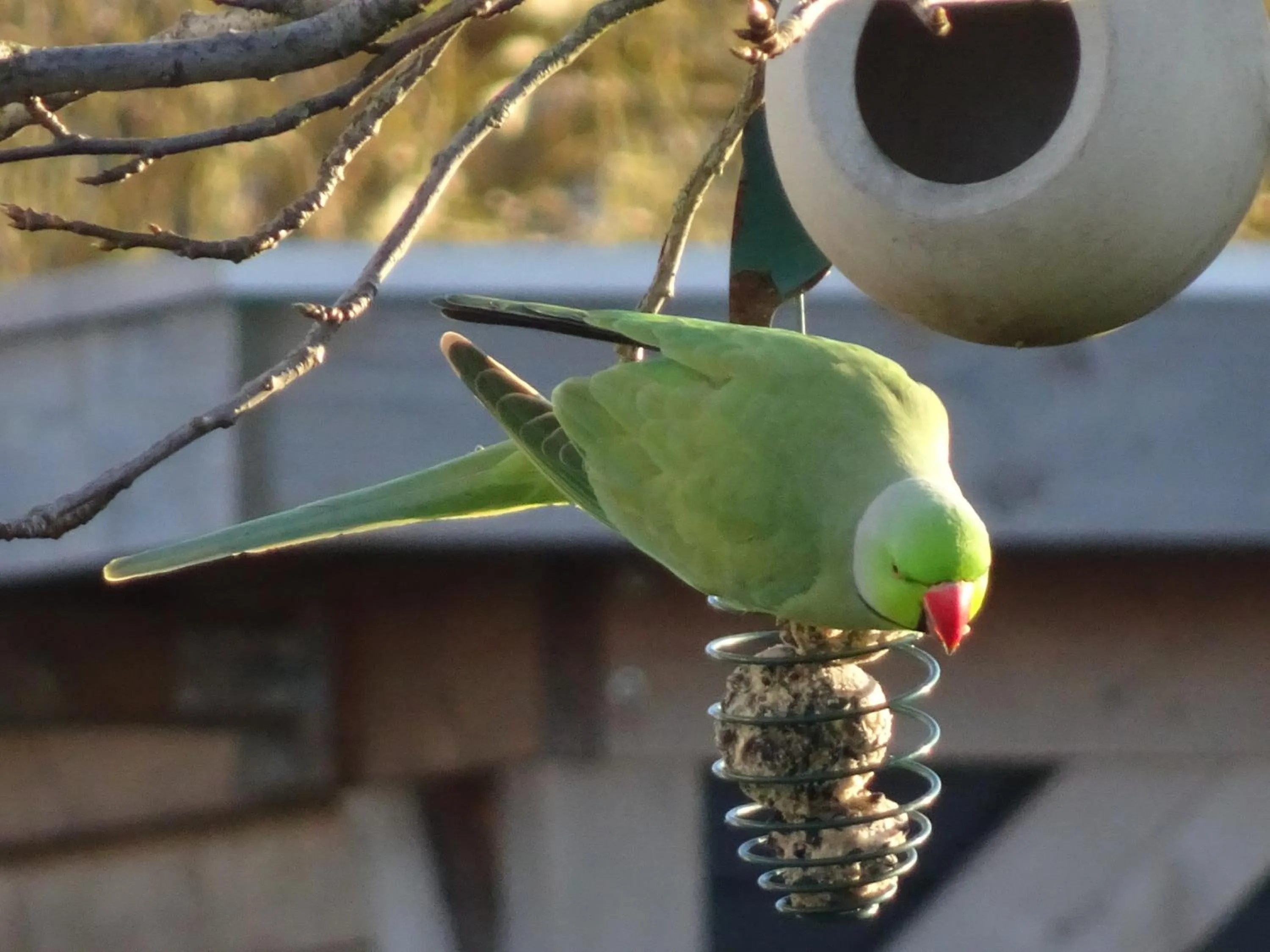 Garden in De Kopstoof